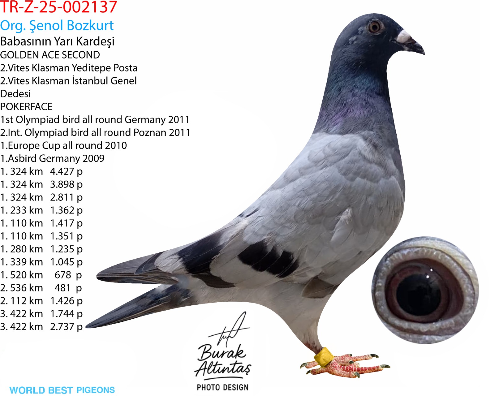 TR Z-25-02137 ERKEK ANDREAS DRAPA POKERFACE & KİTTEL & PİTBULL