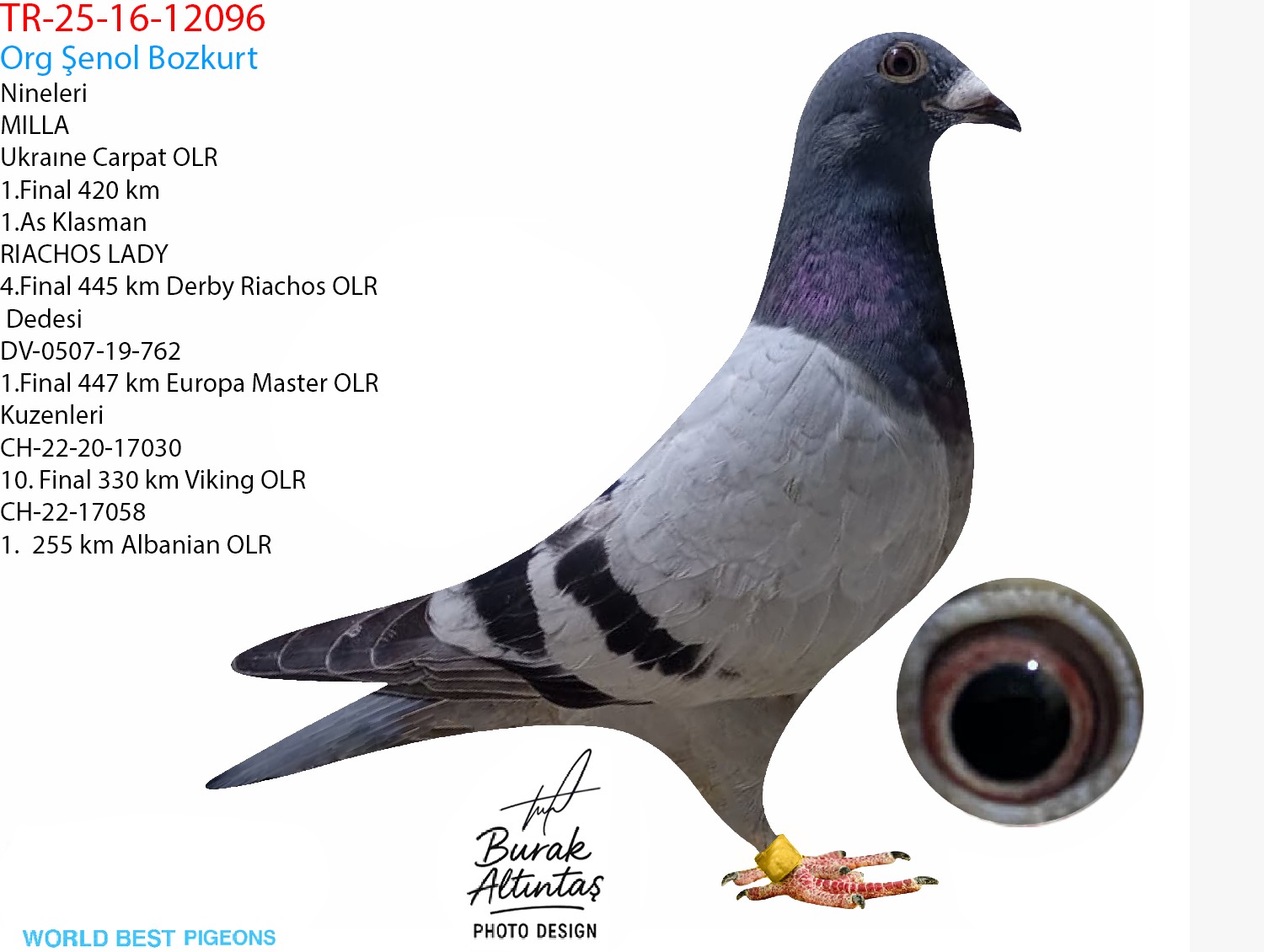 TR 16-25-12096 ERKEK ZG HELİOS & HARDY KRÜGER & A.u.H KLAAS & ROMARİO & SİMON WOLF