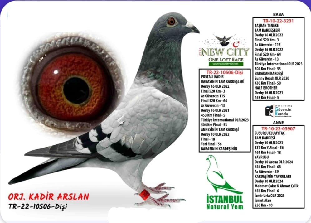TR 22-33-10506 DİŞİ SOY HATTI FULL KOLOMBODURLARDA UÇMUŞ BİR ÇOK KUPA KAZANMIŞ HARİKA BİR OLR GÜVERCİNİ 