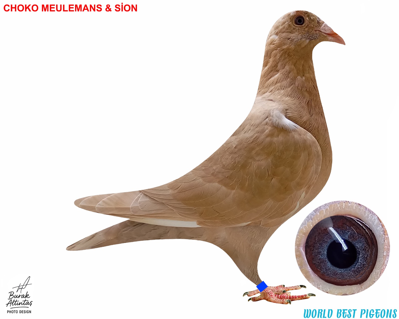 TR 2025 DİŞİ CHOKO MEULEMANS & SİON RENK KUŞU PEDİGRE MEVCUT DEĞİL.İSİM MARKASI VAR.