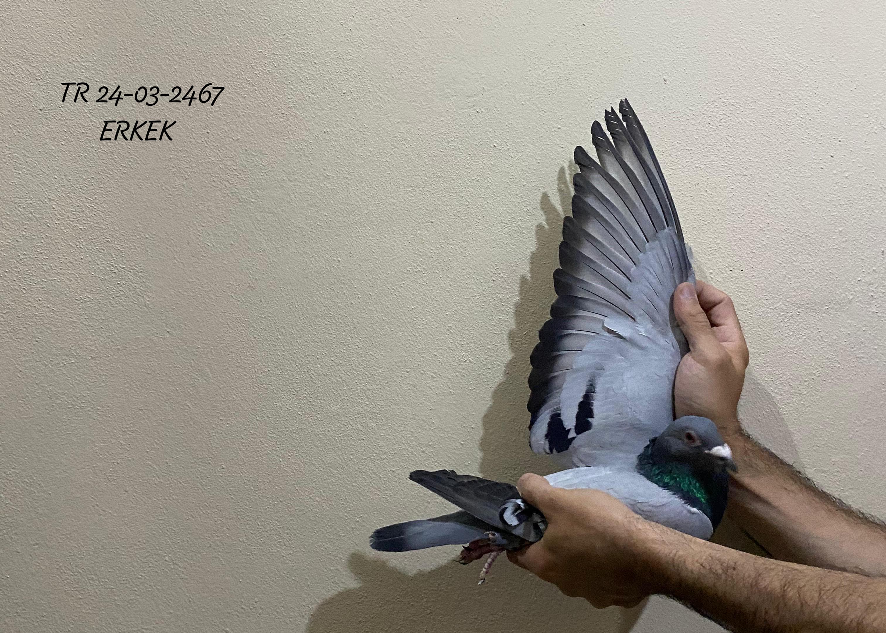 TR 24-03-2467 ERKEK HEM ÇATI ÜZERİ HEMDE ORTAK KÜMESLERDE DAMIZLIK OLARAK KULLANILABİLECEK GÜZEL VASIFLI BİR GÜVERCİN 