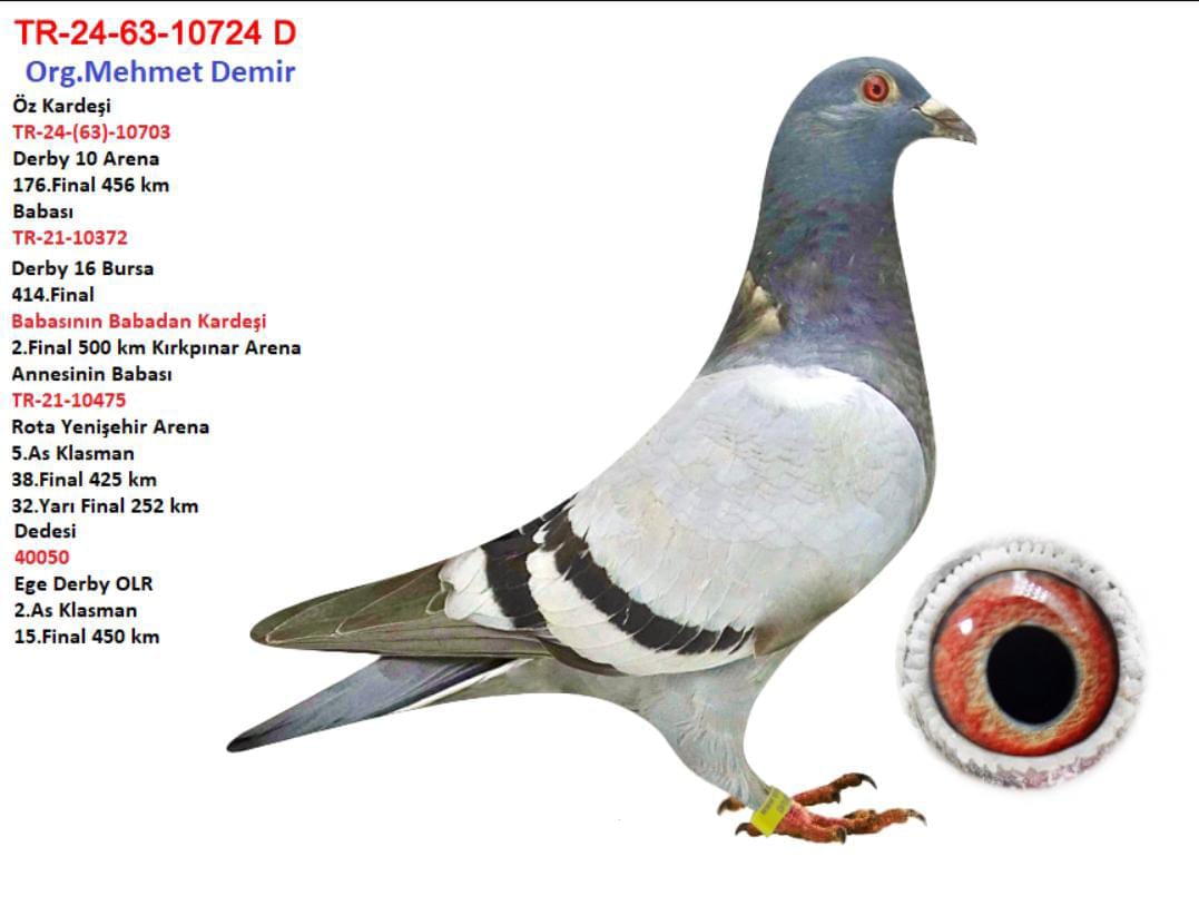 TR 24-63-10724 ERKEK KUŞ ÇİFT TARAFTAN TAŞKAN TENEKE 050 VASIFLI OLR İÇİN KAÇMAZ BİR DAMIZLIK.