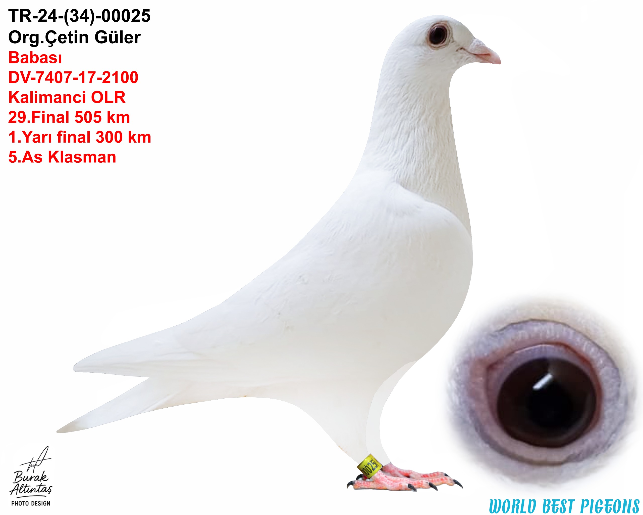 TR 24-34-00025 DİŞİ JAN ARDEN & DELBAR & DE KLAK