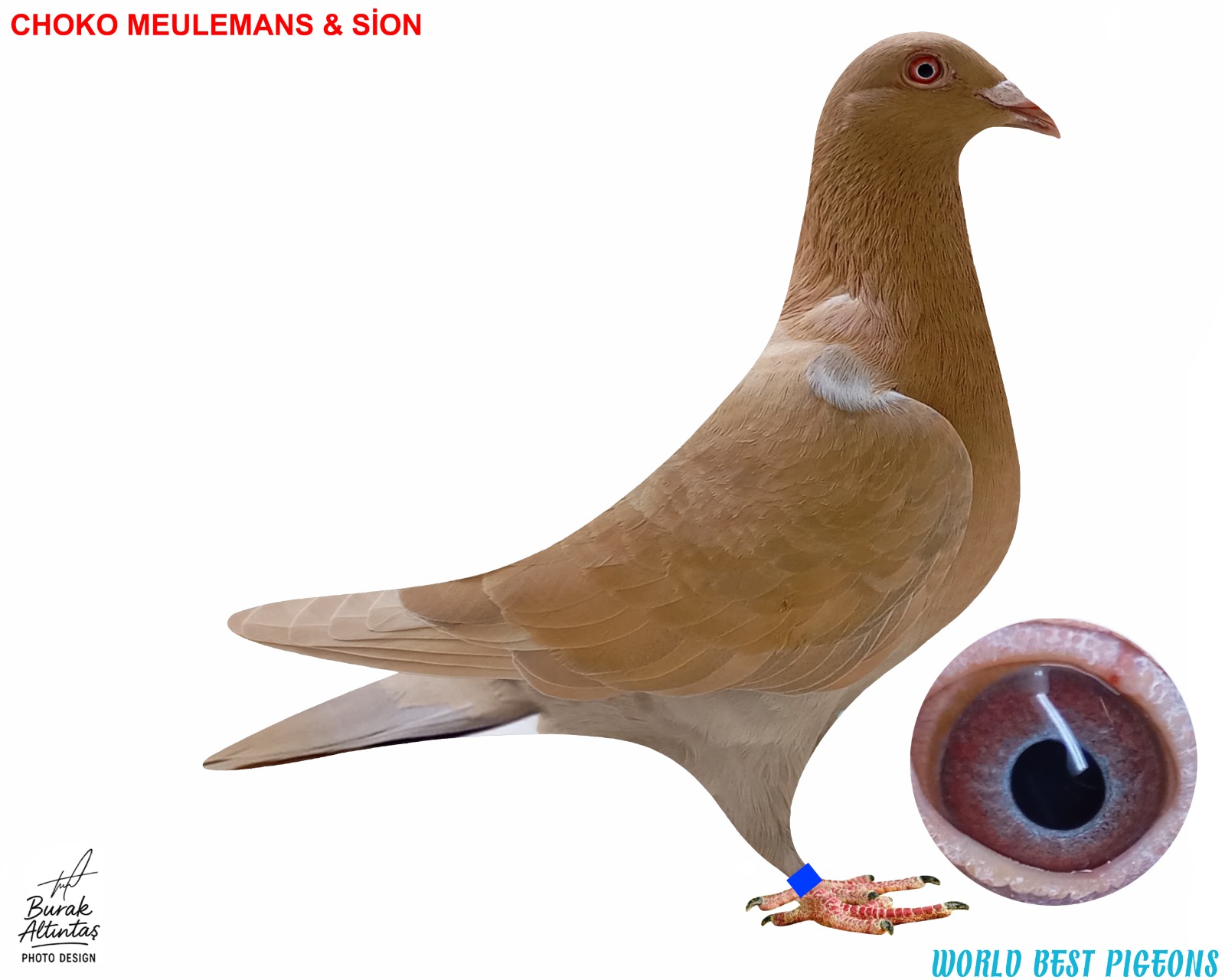 TR 2024 ERKEK CHOKO MEULEMANS & SİON RENK KUŞU PEDİGRE MEVCUT DEĞİL.İSİM MARKASI VAR.