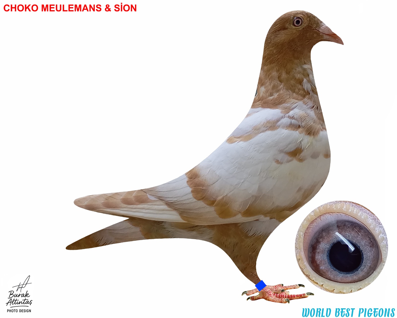 TR 2025 DİŞİ CHOKO MEULEMANS & SİON RENK KUŞU. BEYAZ KUYRUK. PEDİGRE MEVCUT DEĞİL.İSİM MARKASI VAR.