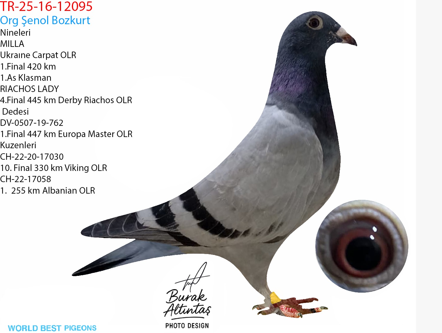 TR 16-25-12095 ERKEK ZG HELİOS & HARDY KRÜGER & A.u.H KLAAS & ROMARİO & SİMON WOLF