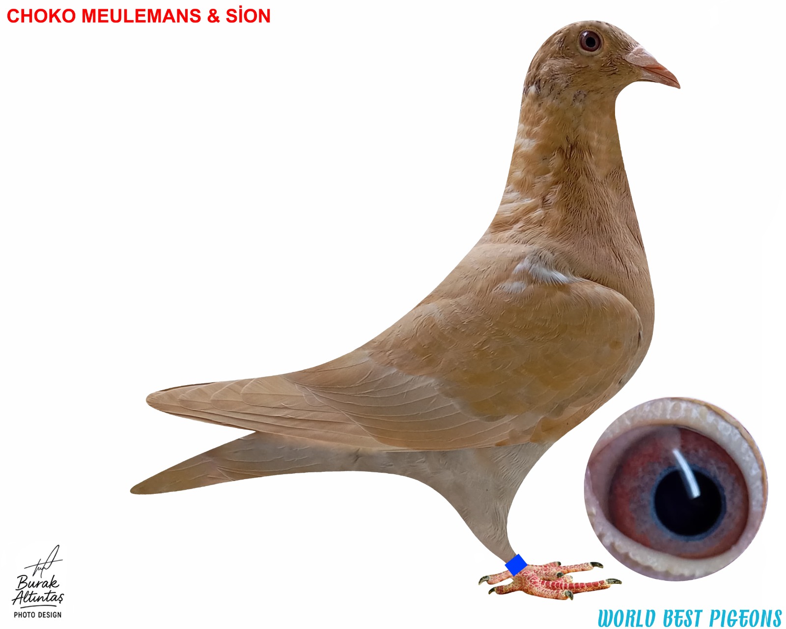 TR 2025 ERKEK CHOKO MEULEMANS & SİON RENK KUŞU PEDİGRE MEVCUT DEĞİL.İSİM MARKASI VAR.