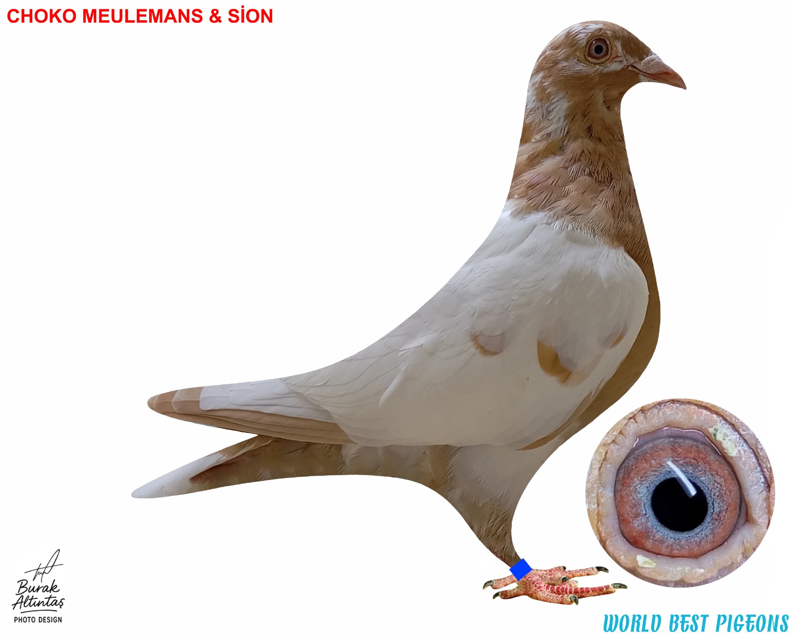 TR 2024 DİŞİ CHOKO MEULEMANS & SİON RENK KUŞU BEYAZ KUYRUK.PEDİGRE MEVCUT DEĞİL.MARKASIZ.