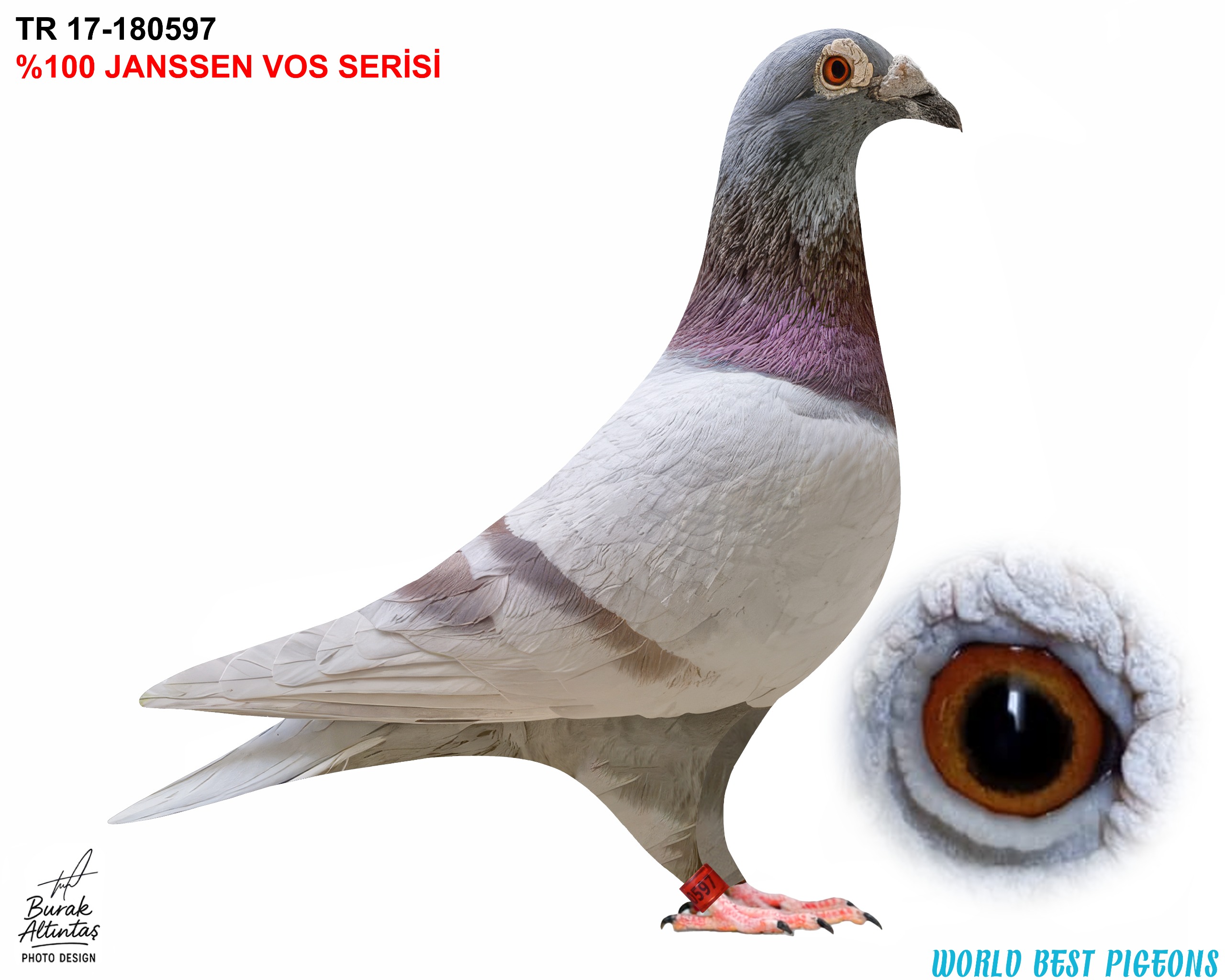 TR 17-180597 ERKEK %100 JANSSEN VOS MÜKEMMEL BİR GÜVERCİN.KENDİ PEDİGRESİ EKLENECEK.
