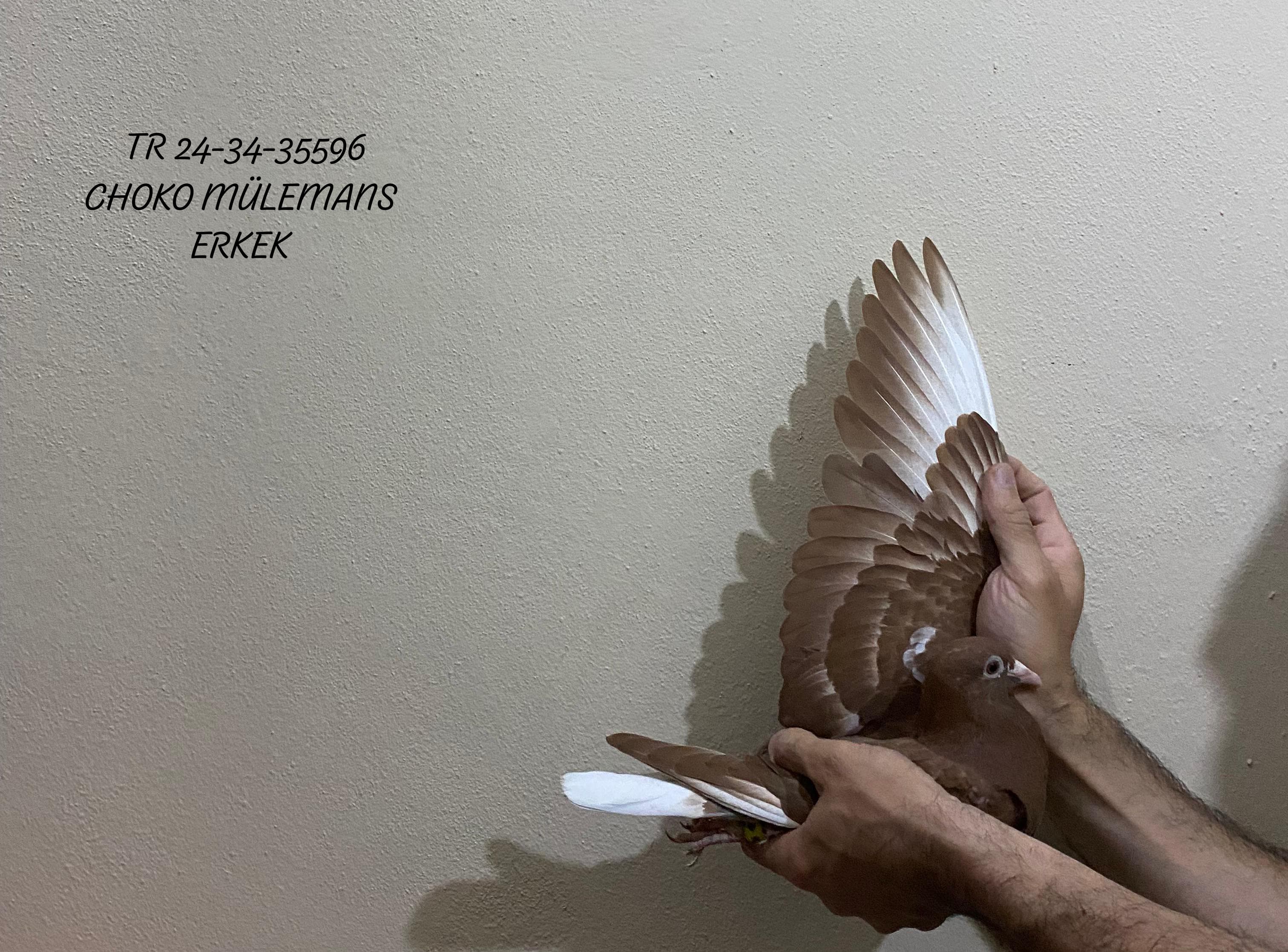 TR 24-34-35596 ERKEK %100 CHOKO MÜLEMANS UÇURULABİLECEK YAVRU ELDE TOP GİBİ ÇOK VASIFLI BİR GÜVERCİN.DÖKTÜĞÜ KANAT TELENKLERİ KIRMIZI GELİYOR TÜYDEN SONRA KUYRUKLAR BEYAZ OLUR.ESKİ MARKA TAKILI PEDİGRE MEVCUT DEĞİLDİR.