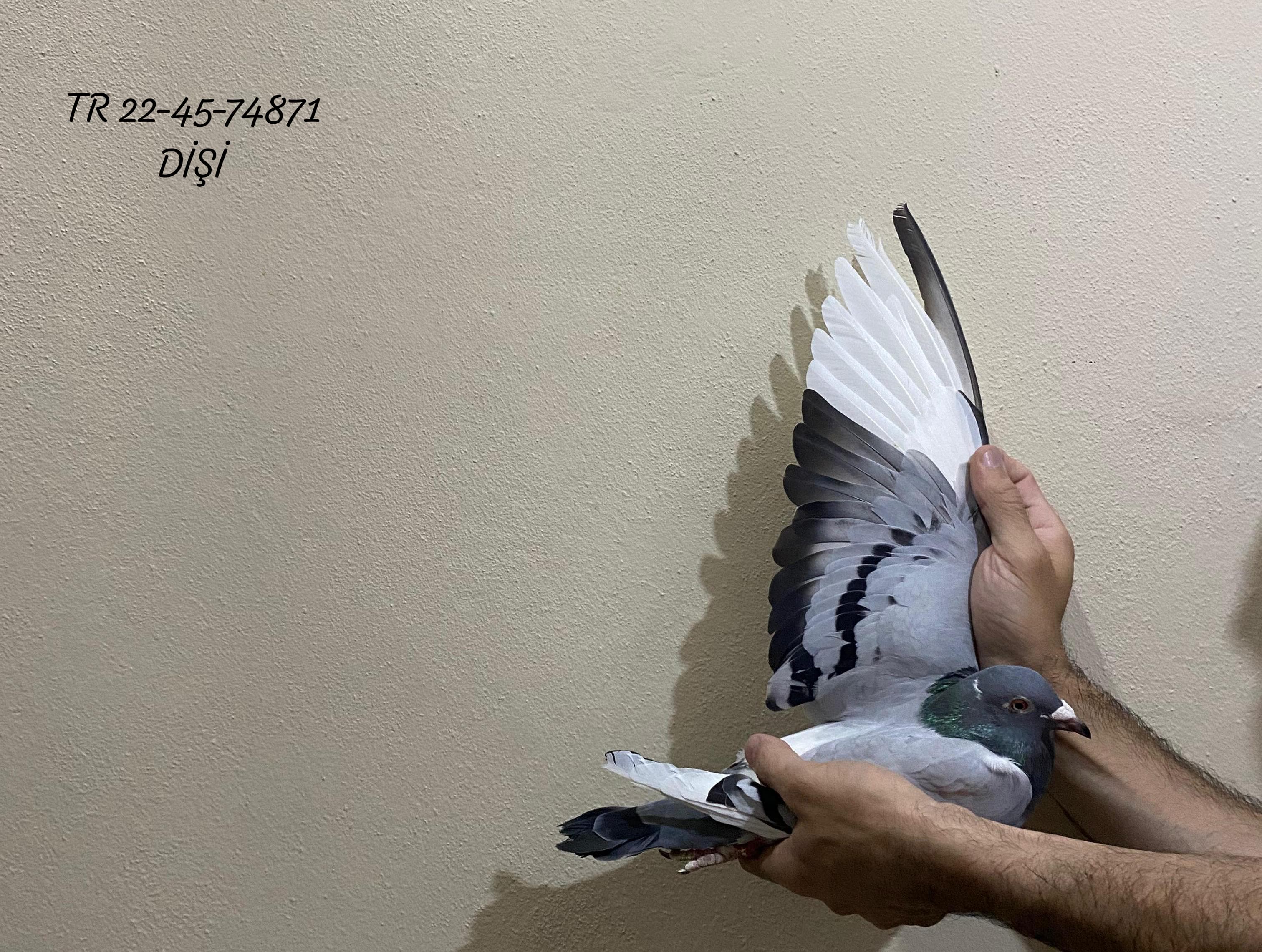 TR 22-45-74871 DİŞİ