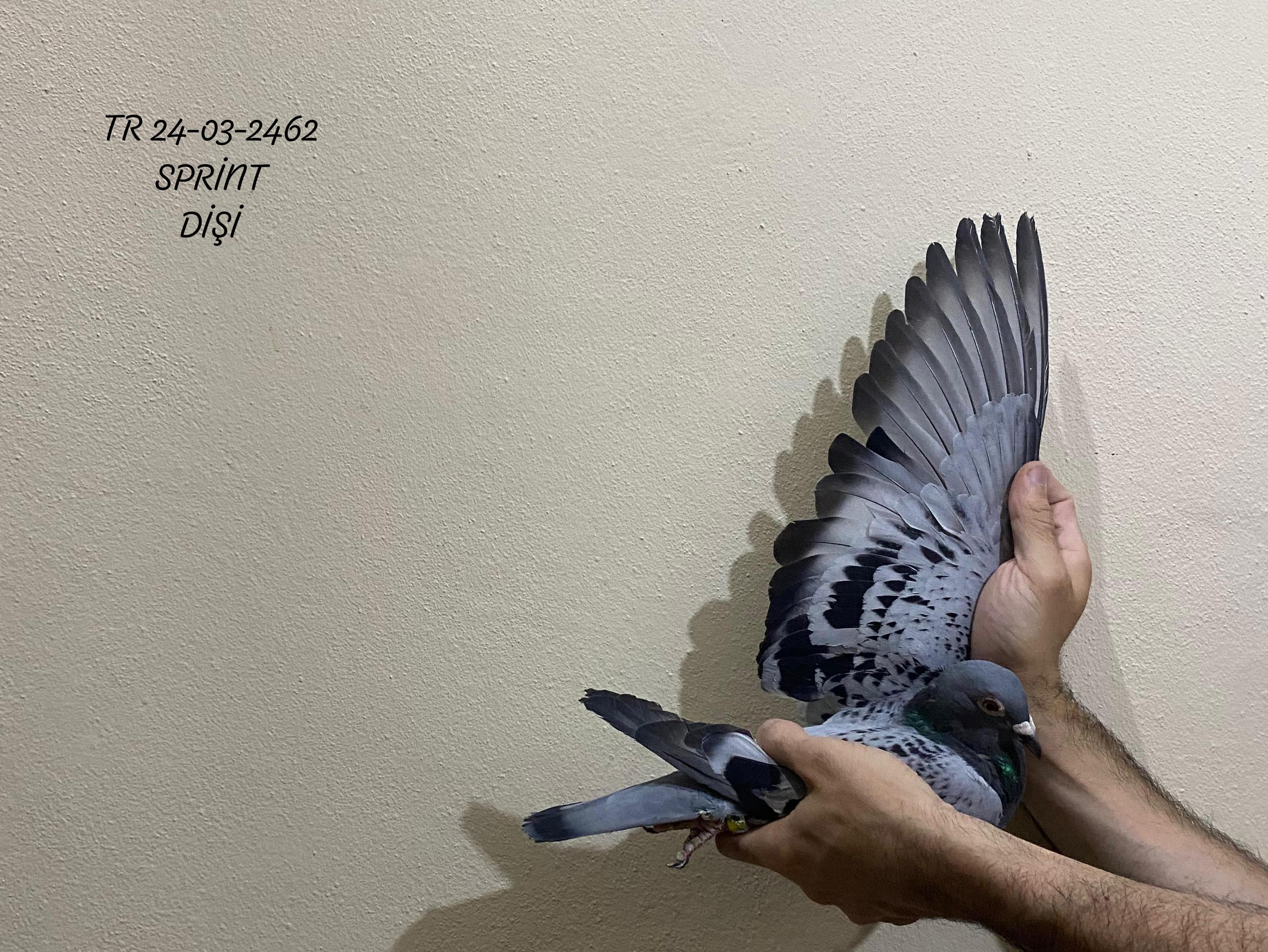 TR 24-03-2462 DİŞİ SPRİNT BİR GÜVERCİN.