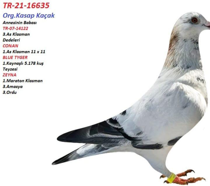 TR 21-016635 DİŞİ ORJ.KASAP KAÇAK JOS THONE AS VE ETAP KUPALARIYLA DOLU BİR SOY.