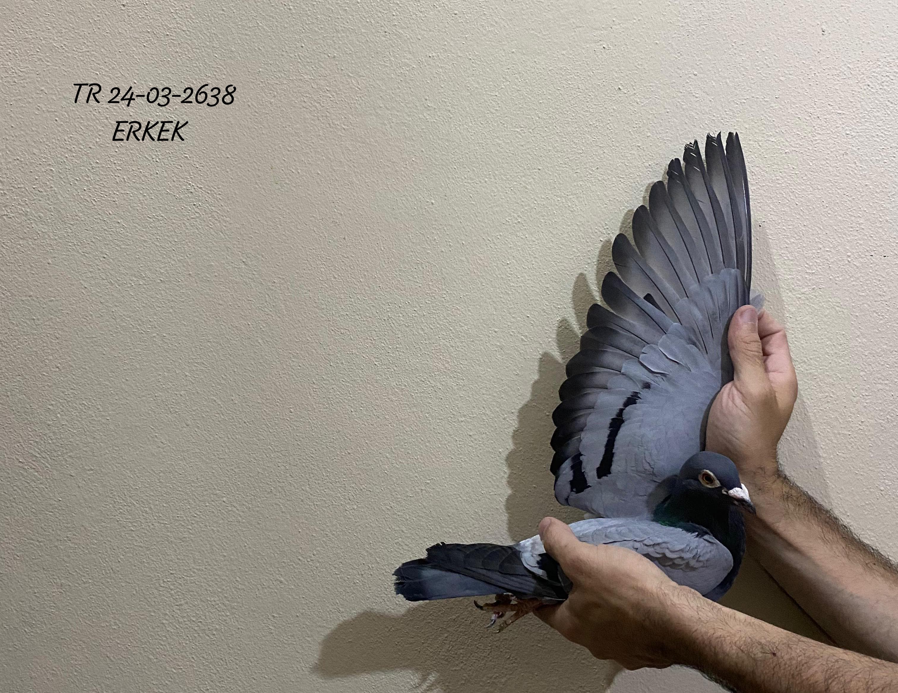 TR 24-03-2638 ERKEK HÜSEYİN KELEŞ & SEMİH BEYCAN 100×700 YARIŞLARI İÇİN GÜZEL HIZLI BİR GÜVERCİN 