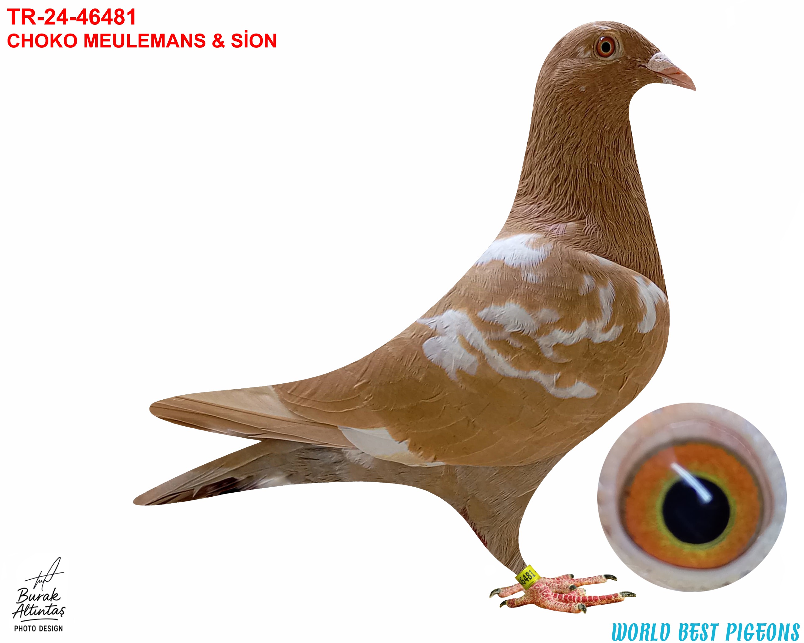 TR 24-46481 ERKEK CHOKO MEULEMANS & SİON RENK KUŞU PEDİGRE MEVCUT DEĞİL...