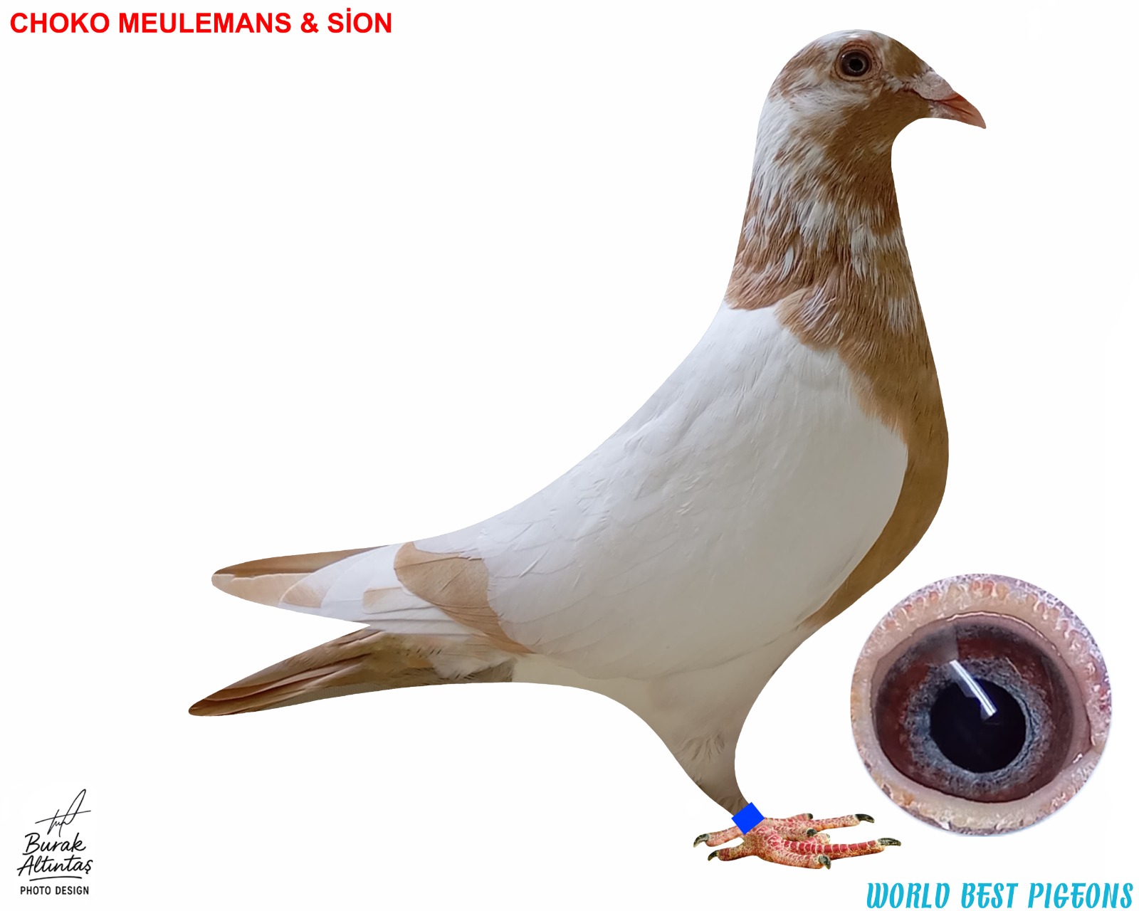 TR 2024 ERKEK CHOKO MEULEMANS & SİON RENK KUŞU PEDİGRE MEVCUT DEĞİL.İSİM MARKASI VAR.