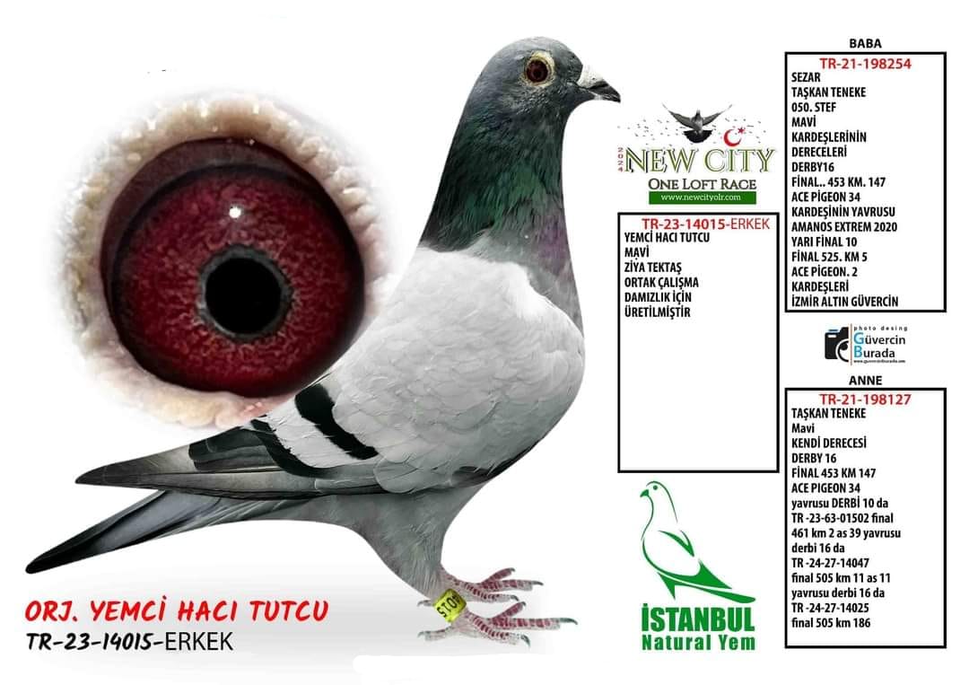 TR 23-21-14015 ERKEK KUŞ MEŞHUR 050 KAN ÇALIŞMA 050'NİN DİREK OĞLU İLE 050'NİN DİREK KIZINDAN ÇIKMA ÜST DÜZEY MÜKEMMEL BİR KUŞ KOLOMBODURLARDA ALTI EN ÇOK BAŞARI YAPAN VE ARANAN BİR KOLOMBODUR KUŞU HER ZAMAN DENK GELMİYCEK BİR KUŞ