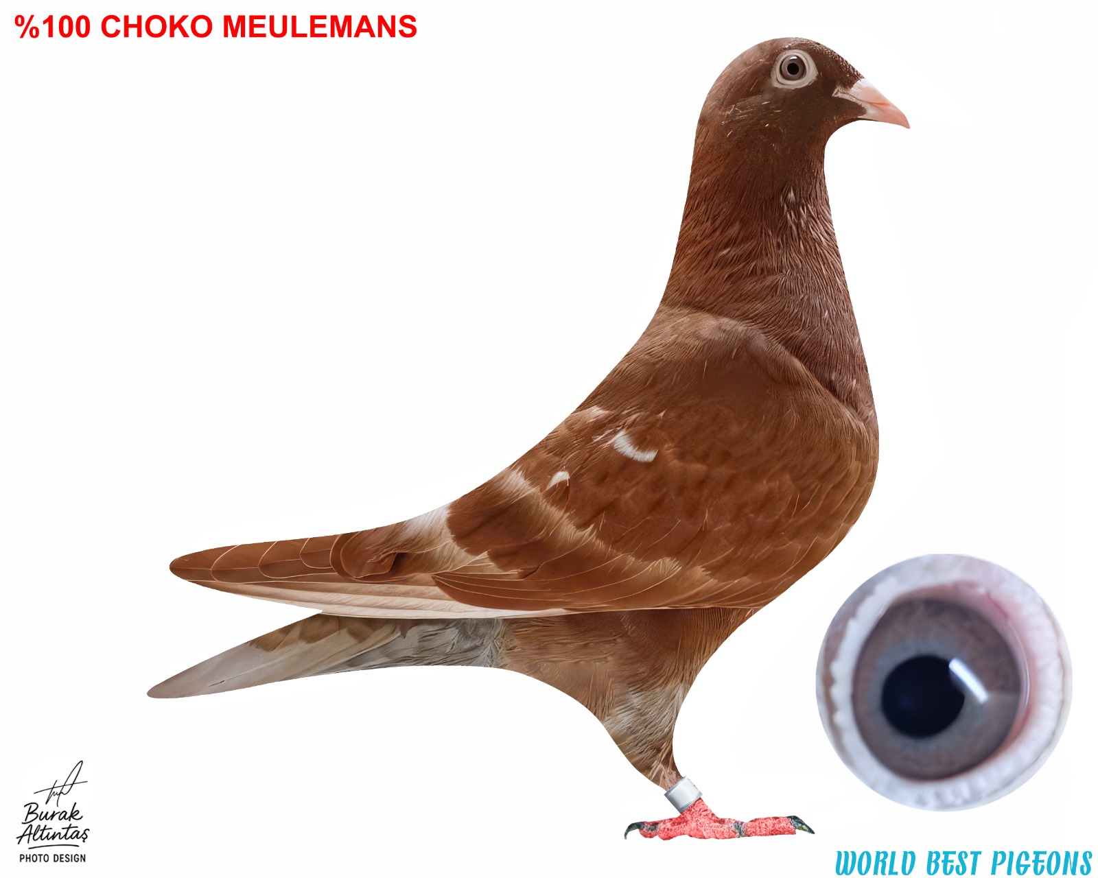 %100 CHOKO MEULEMANS ERKEK KUŞTA İSİM MARKASI VARDIR.PEDİGRE MEVCUT DEĞİL.KOYU KIRMIZI ELDE VASIFLI GÜVERCİN.KUŞ UÇURULABİLECEK GENÇ GÜVERCİNDİR.DÖKÜLEN TÜYLERİ BEYAZ GELİYOR.