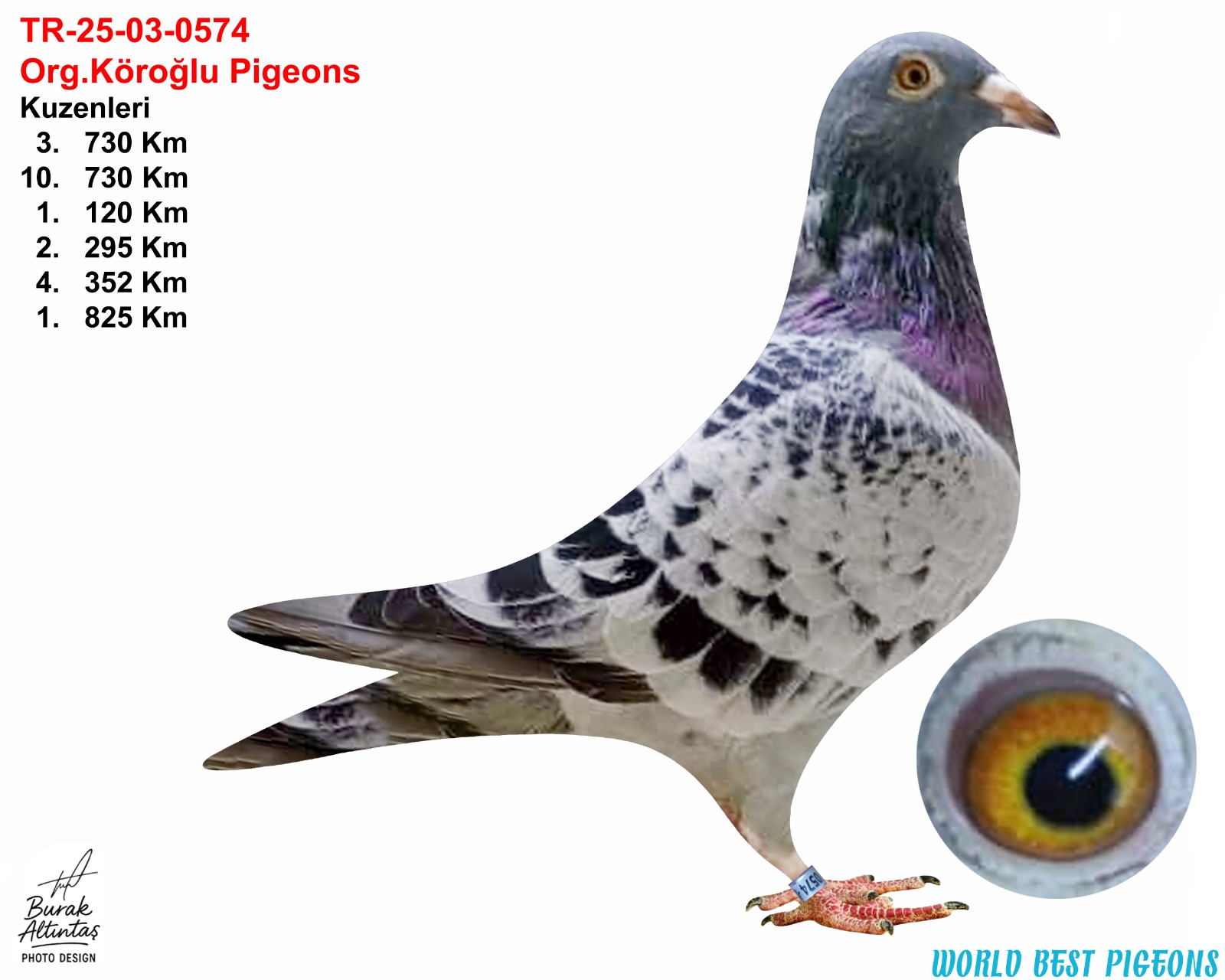 TR 25-03-0574 DİŞİ ORJ.EMRE KÖROĞLU SİLVER SHADOW & BART GEERİNCKX & VAN HEE 