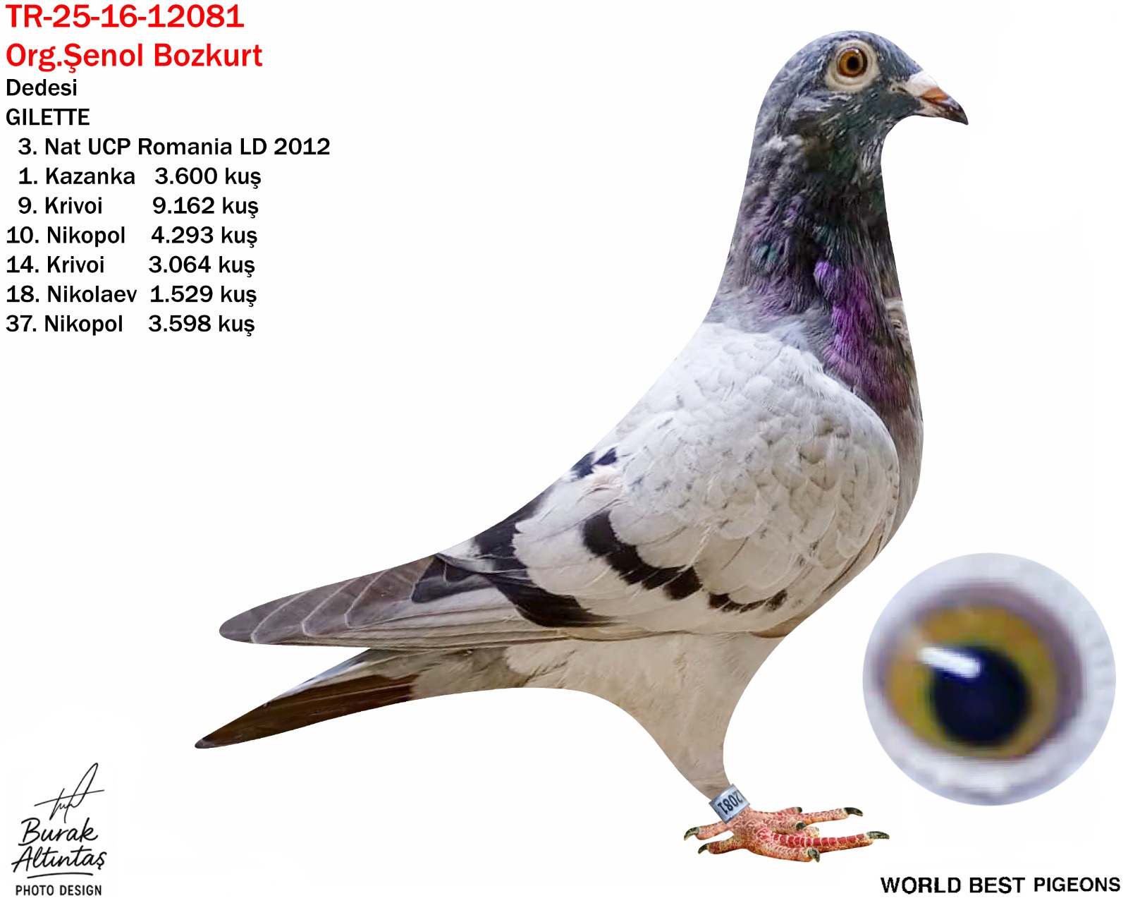 TR 16-25-12081 DİŞİ ZG HELİOS & KUYUMCU İBRAHİM