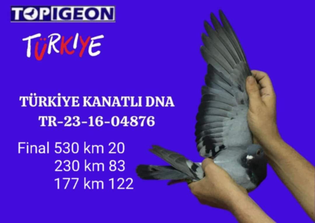 TR 23-16-04876 DİŞİ TÜRKİYE KANATLI DNA FİNAL 530KM 20. 