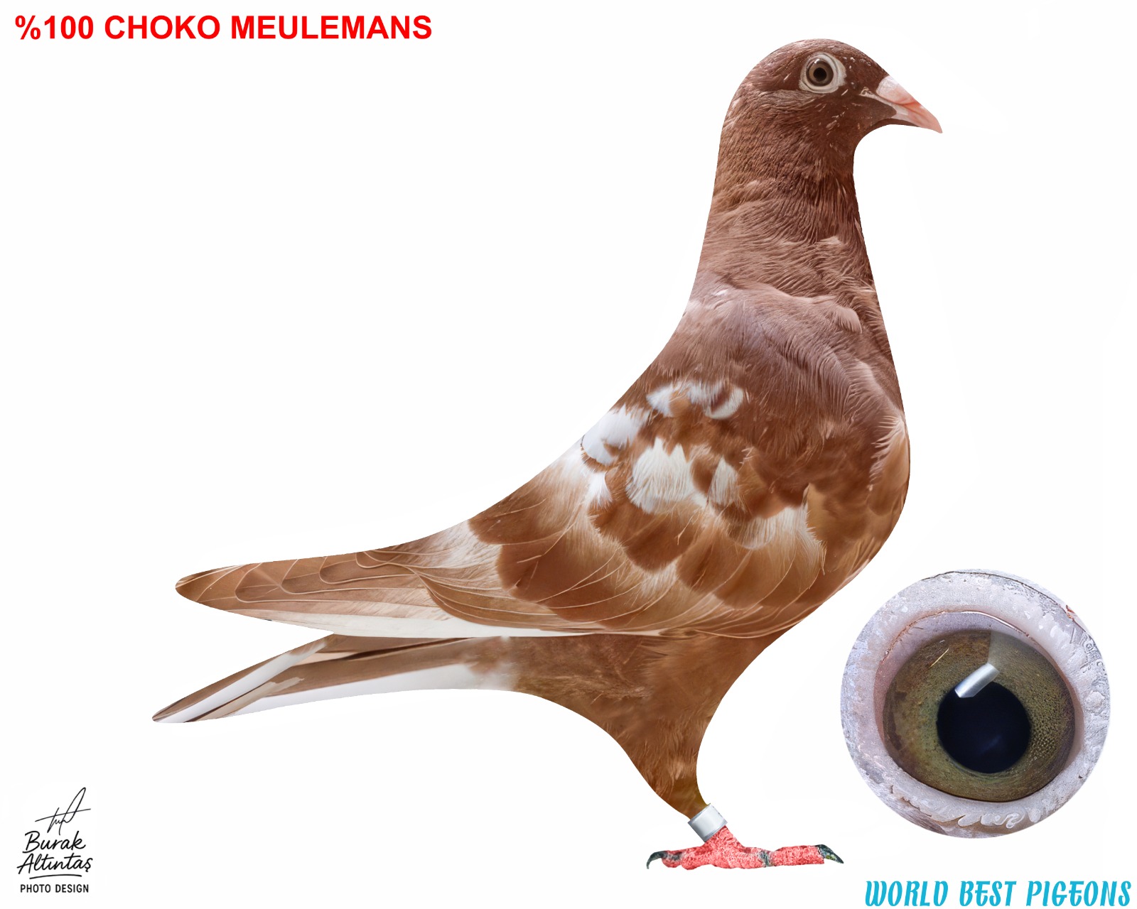 %100 CHOKO MEULEMANS DİŞİ KUŞTA İSİM MARKASI VARDIR.PEDİGRE MEVCUT DEĞİL.KOYU KIRMIZI ELDE VASIFLI GÜVERCİN.KUŞ UÇURULABİLECEK GENÇ GÜVERCİNDİR