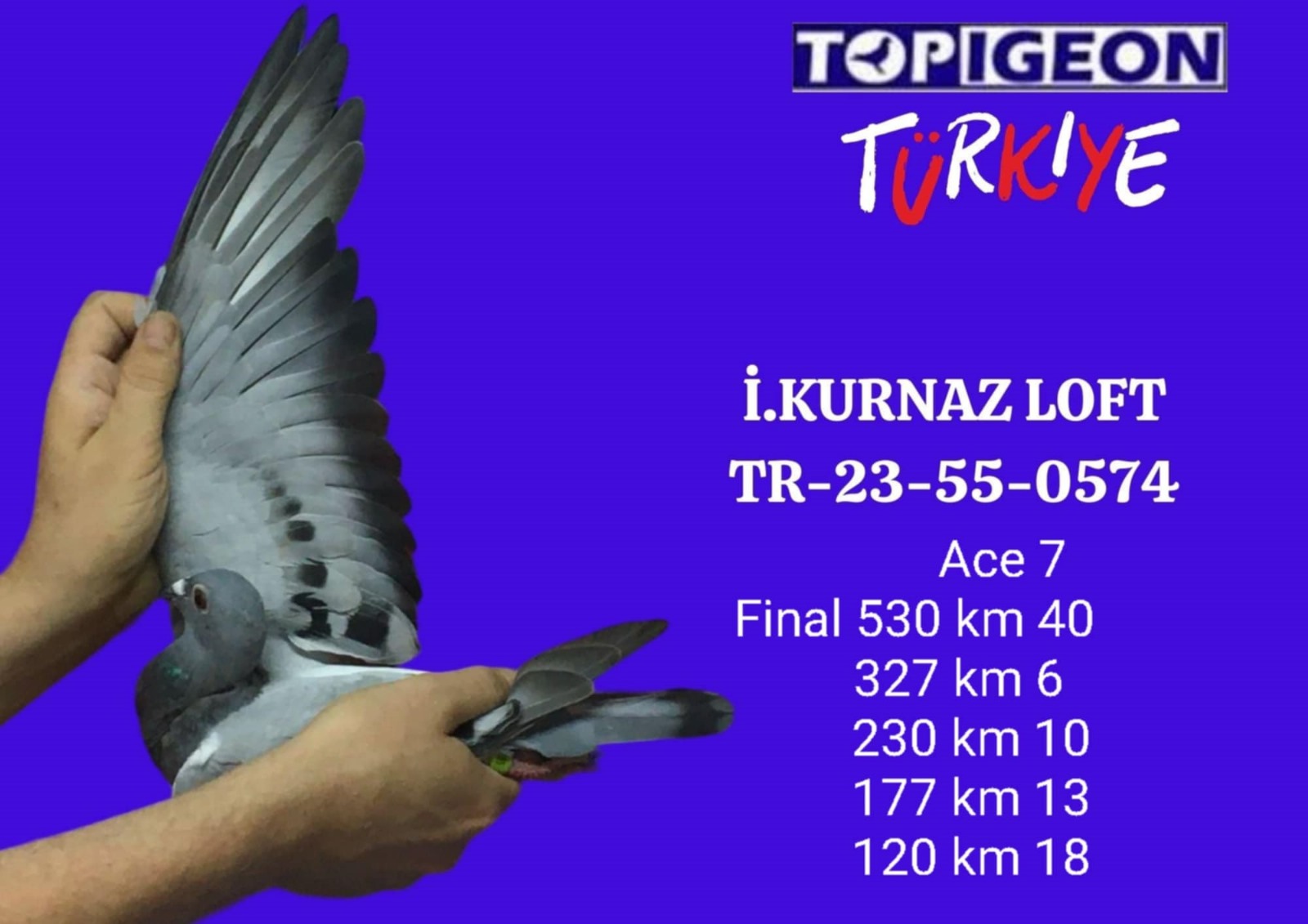 TR 23-55-0574 CİNSİYET BELİRSİZ İBRAHİM KURNAZ LOFT %100 STEFAN LAMBRECHTS & VAN LOON & JANSSEN FİNAL 530KM 40. YARI FİNAL 327KM 6. ACE 7. 