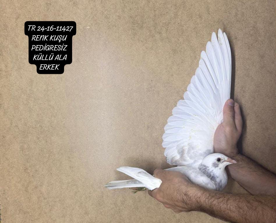 TR 24-16-11427 ERKEK KÜLLÜ ALA UÇMAMIŞ YAVRU PEDİGRESİZ 