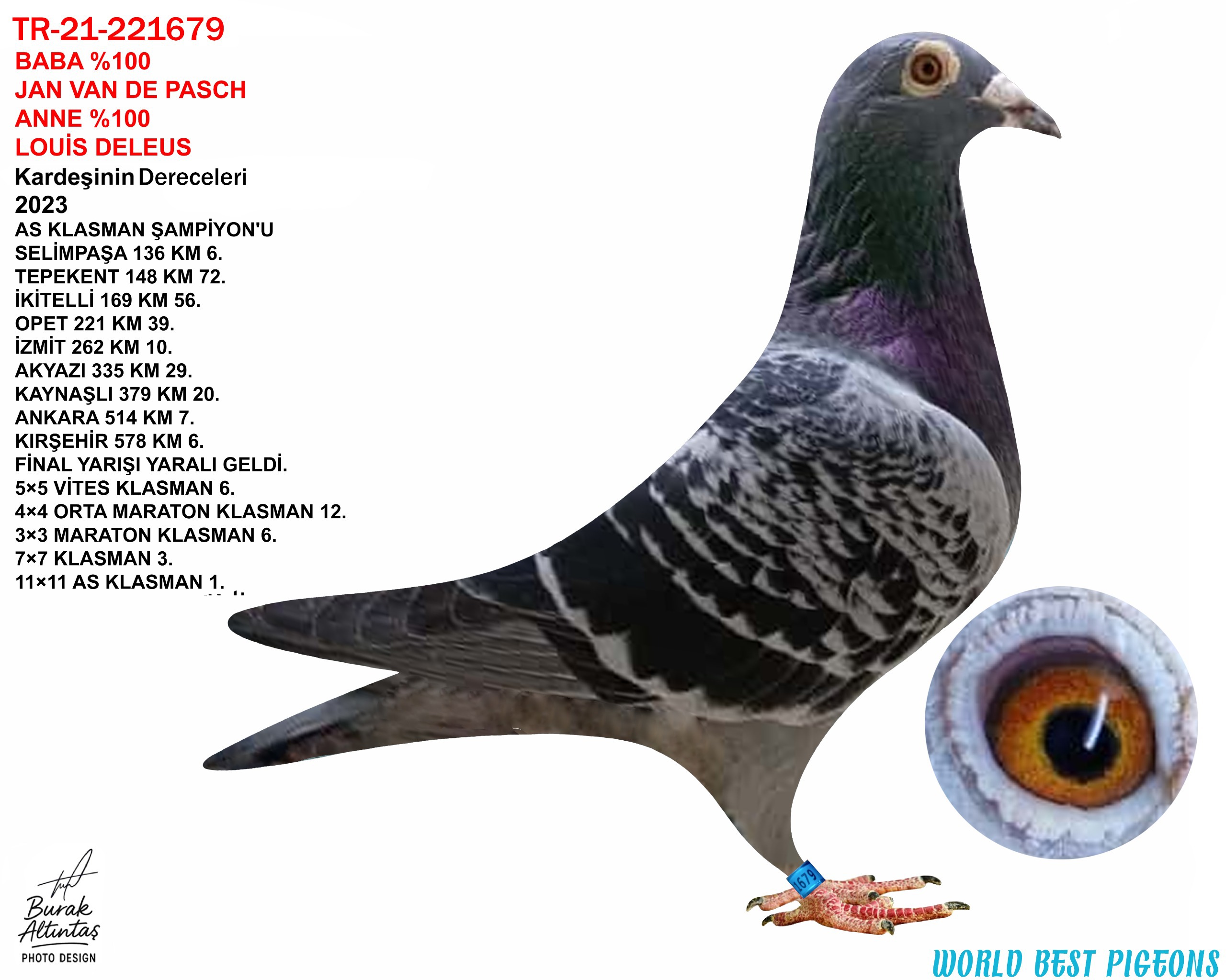 TR 21-221679 ERKEK BABA %100 JAN VAN DE PASCH ANNE %100 LOUİS DELEUS TEK BİR KARDEŞİ YARIŞTI 11×11 AS KLASMAN ŞAMPİYONU OLDU.VASIFLI BİR GÜVERCİN.KUŞUN ALT GÖĞSÜ VURUKTUR.HİÇ BİR SAĞLIK PROBLEMİ YOKTUR.UÇUM KAZASI.AYAK KARTI MEVCUT DEĞİL.