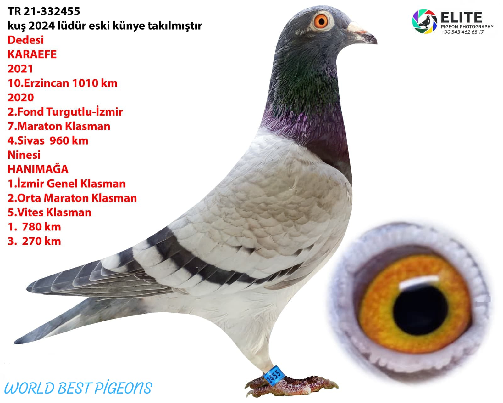 TR 21-332455 DİŞİ FULL MARATON GÜVERCİNİ.KUŞ GÖNDERİLİRKEN KENDİ PEDİGRESİYLE GÖNDERİLECEK...