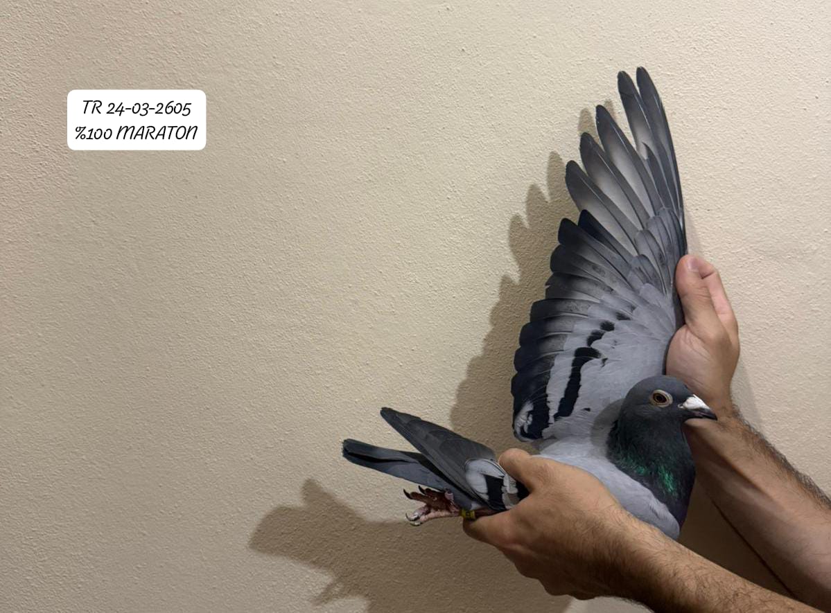 TR 24-03-2605 ERKEK ÇİFT TARAFTAN ORJ.SEMİH BEYCAN %100 MARATON BİR GÜVERCİN 