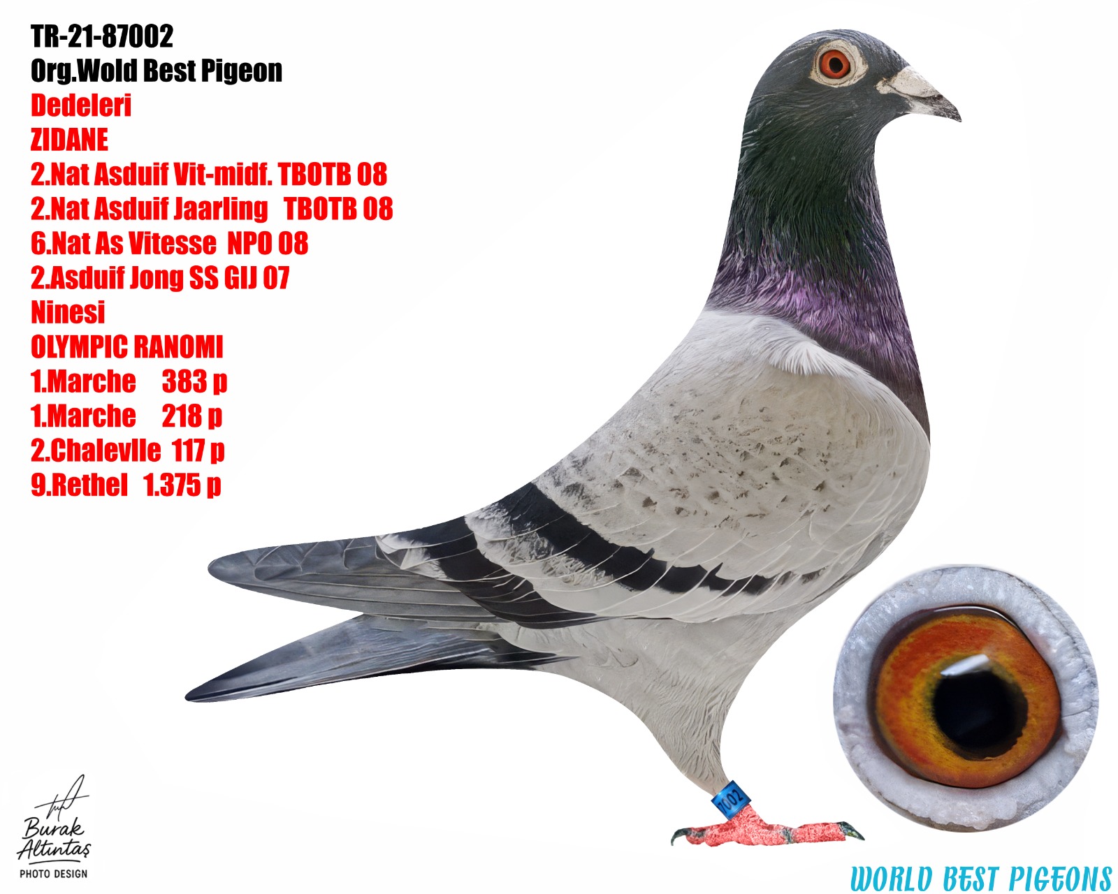 TR 21-087002 ERKEK BABA %100 JAN VAN DE PASCH ANNE İMDAT ERDİN FULL MARATON EL VASIFLARI GÜZEL BİR GÜVERCİN.AYAK KARTI MEVCUT DEĞİL.