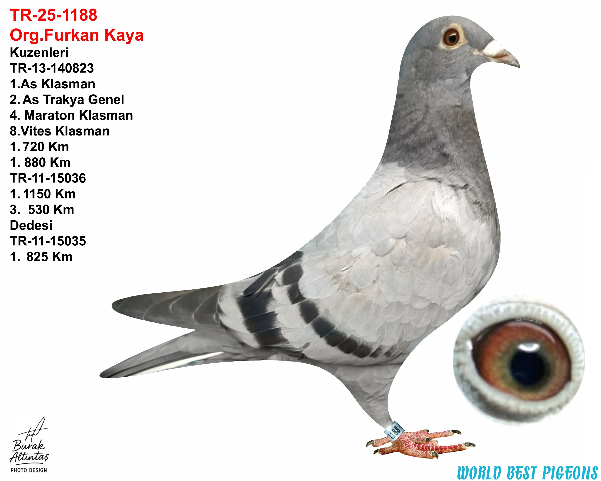 TR 25-1188 DİŞİ FULL MARATON KUŞU.