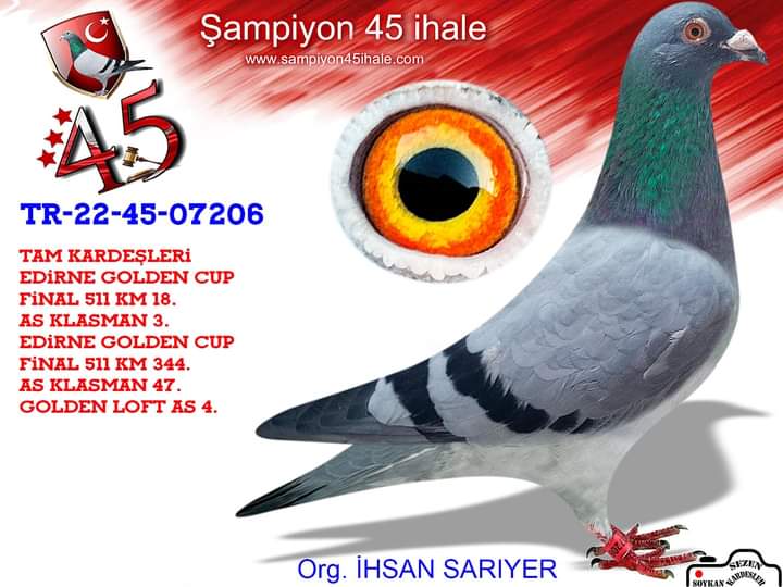 TR 22-45-07206 ERKEK ORJ.İHSAN SARIYER KOLOMBODURLAR İÇİN MÜKEMMEL BİR DAMIZLIK.KUŞ BALIKESİR'DEN GÖNDERİLECEK.