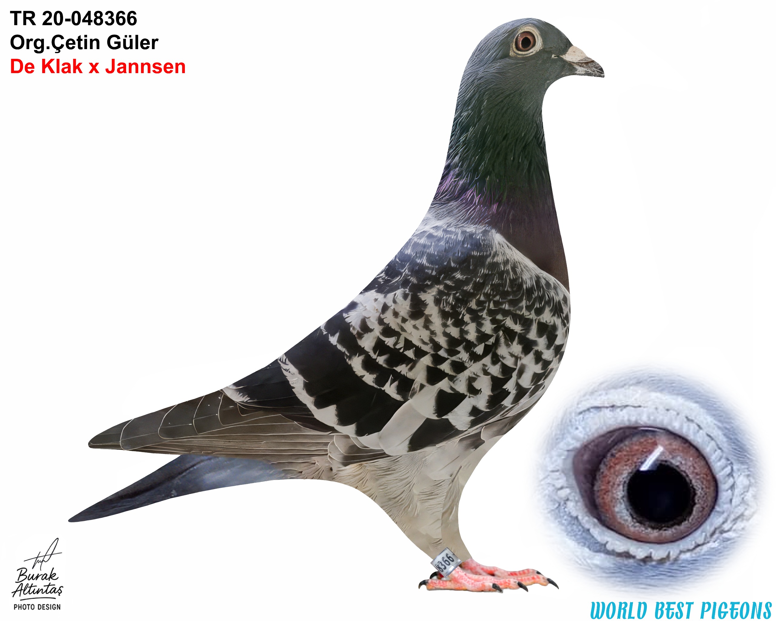 TR 20-048366 DİŞİ 