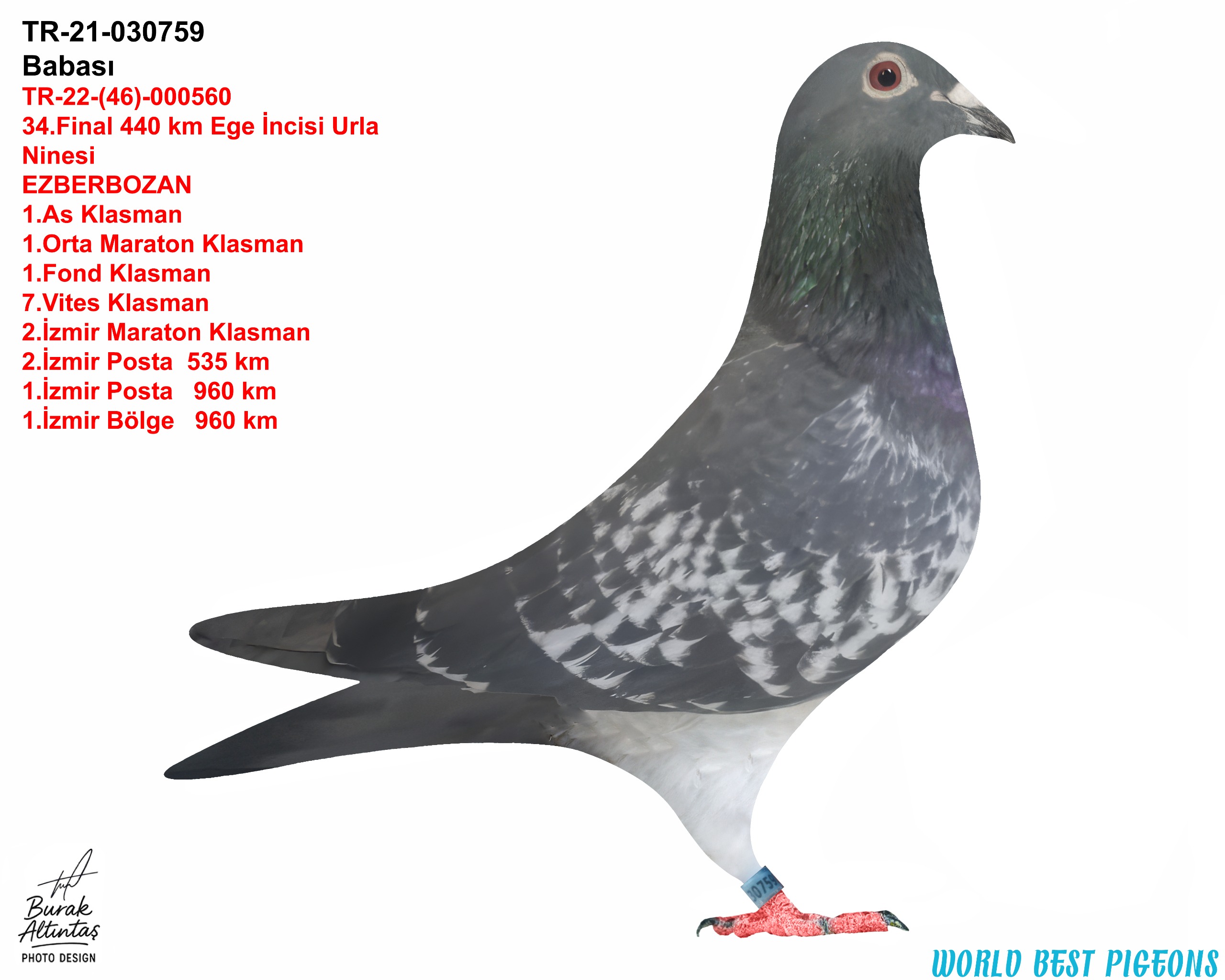 TR 21-030759 ERKEK BABA İCARDİ ANNE VOLKAN ŞAYBAK EZBER BOZAN × ALTIN TAKIM.KUŞUN KENDİ PEDİGRESİ EKLENECEKTİR.