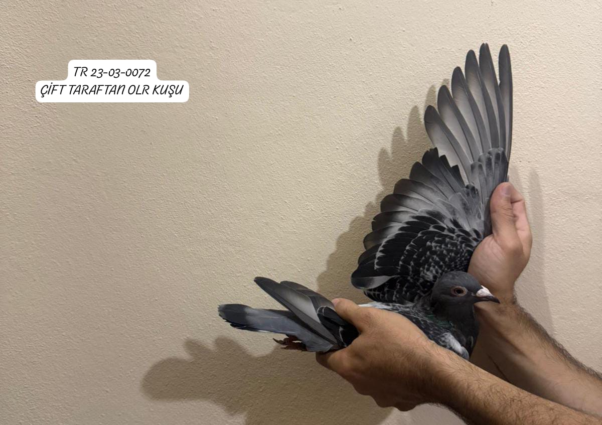 TR 23-03-0072 DİŞİ ÇİFT TARAFTAN OLR KUŞU.HARİKA VASIFLI BİR GÜVERCİN.