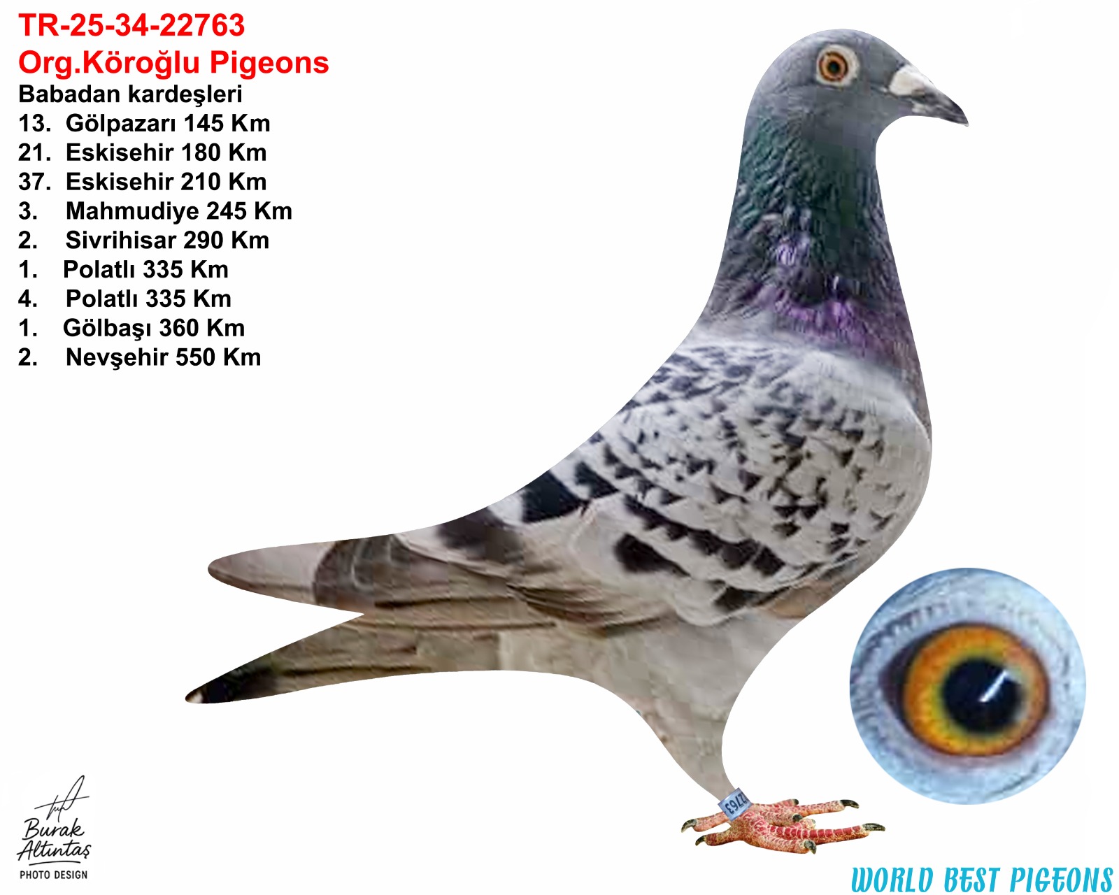 TR 25-34-22763 DİŞİ ORJ.EMRE KÖROĞLU GABY VANDENABEELE & KOOPMAN 