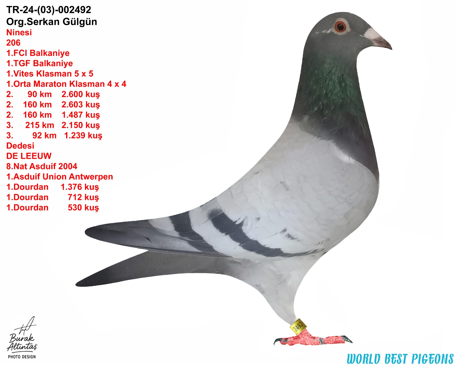 TR 24-03-2492 ERKEK BABA HATTI JAN HOYMANS & MARCEL WOUTERS ANNE HATTI SELİM ERSİN RAMO 206 × KRAL