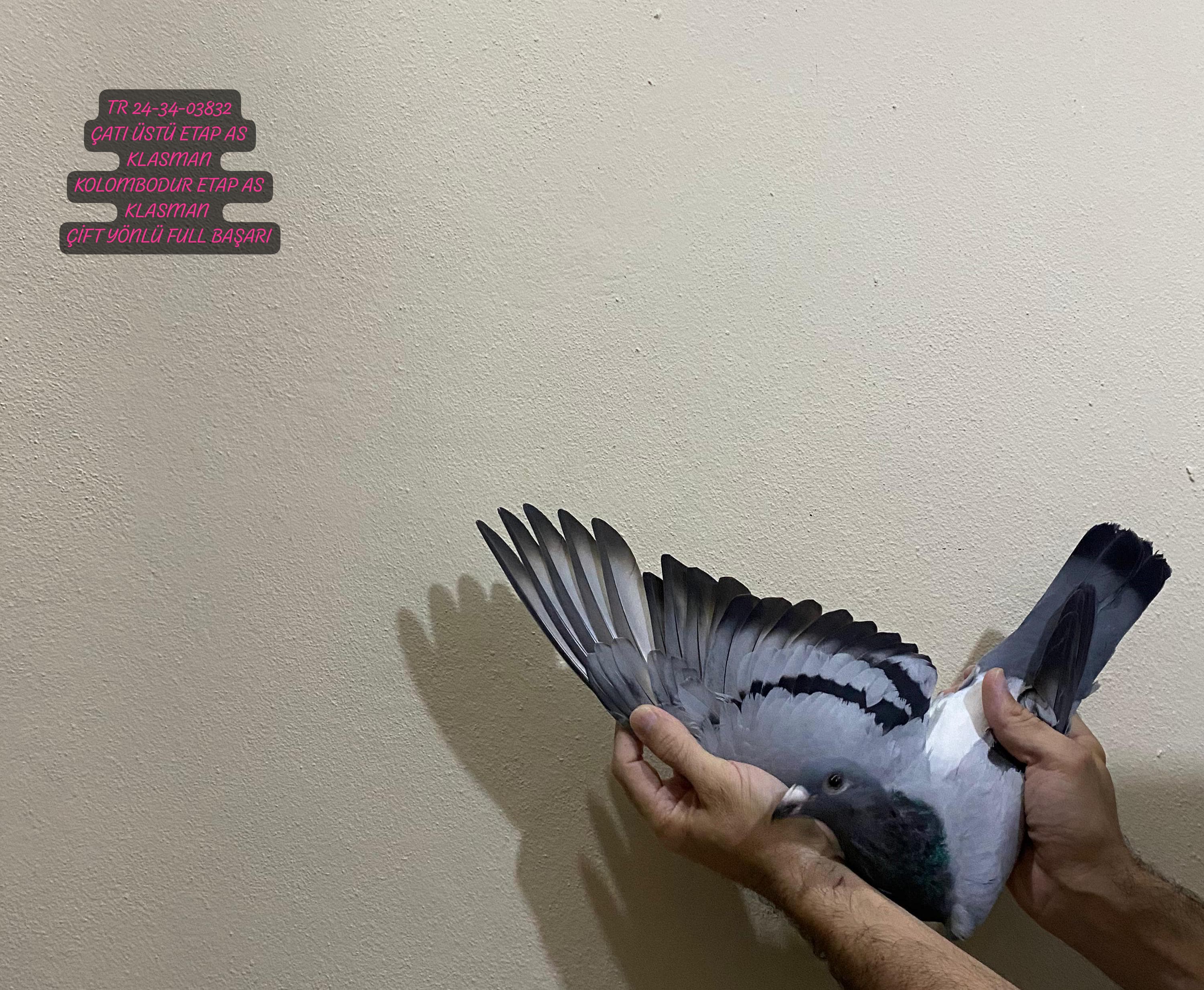 TR 24-34-03832 DİŞİ BABA HATTI OLR'LER DE FİNAL VE AS KLASMAN KUPALI ANNE HATTI ÇATI ÜSTÜ YARIŞLARINDA SAYISIZ AS KLASMAN VE ETAP KUPALI HARİKA BİR DAMIZLIK KOMBİNASYONU BİR GÜVERCİN...