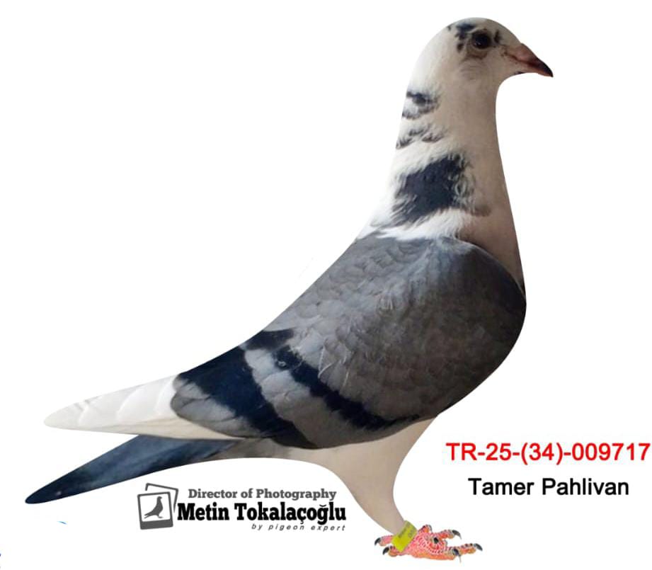 TR 25-34-009717 ERKEK BART GEERİNCKX 