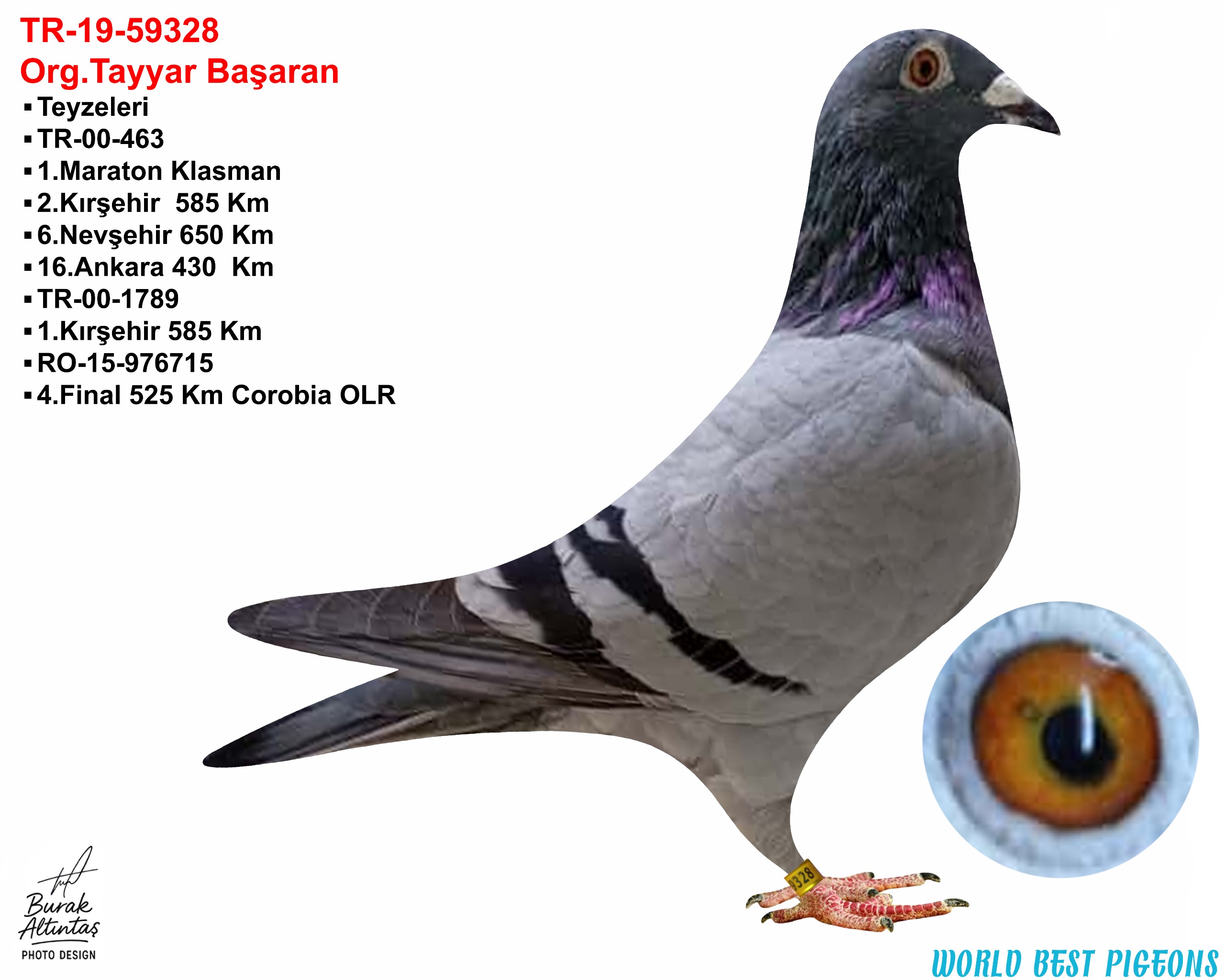 TR 19-059328 DİŞİ ORJ.TAYYAR BAŞARAN %100 MARATON KUŞUDUR.BABA JOST THONE ANNE STİCHELBAUT & VAN HEE KUŞUN KENDİSİ BEST OF İSTANBUL OLR'DE YARIŞMIŞTIR.