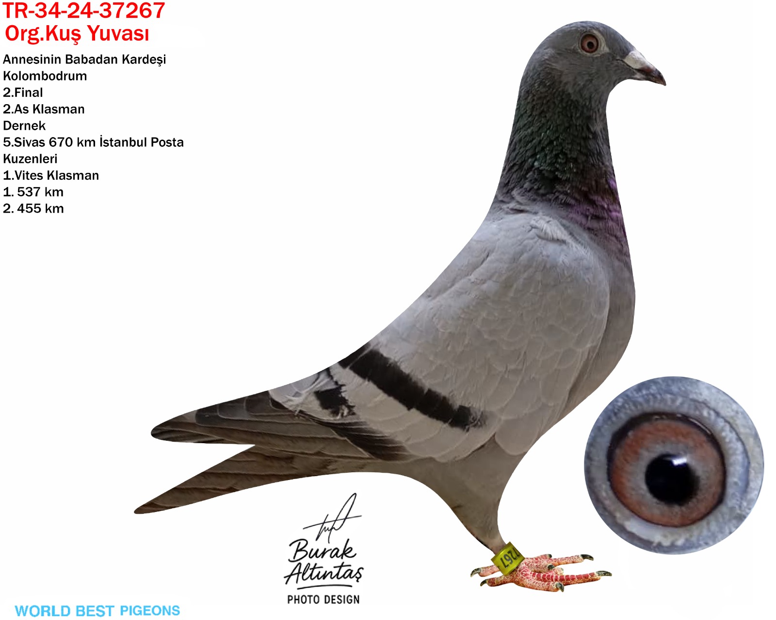 TR 24-34-37267 DİŞİ ORJ.KUŞ YUVASI KUŞ %100 VAN LOON İSTANBUL VE İSTANBUL POSTA DERNEĞİNİN EN İYİ YARIŞÇILARINDAN...