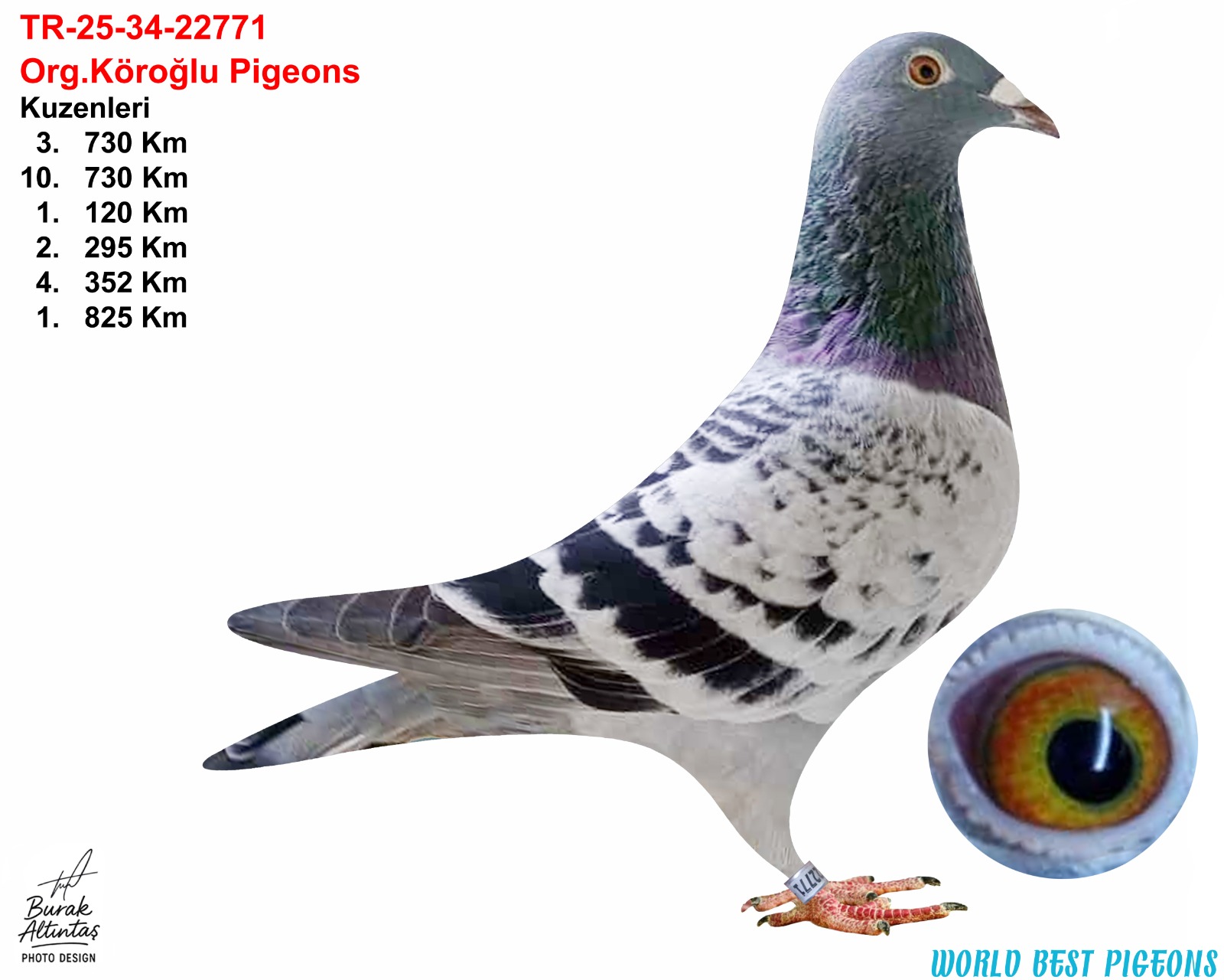 TR 25-34-22771 ERKEK ORJ.EMRE KÖROĞLU SİLVER SHADOW & BART GEERİNCKX & VAN HEE & VAN BRUAENE 
