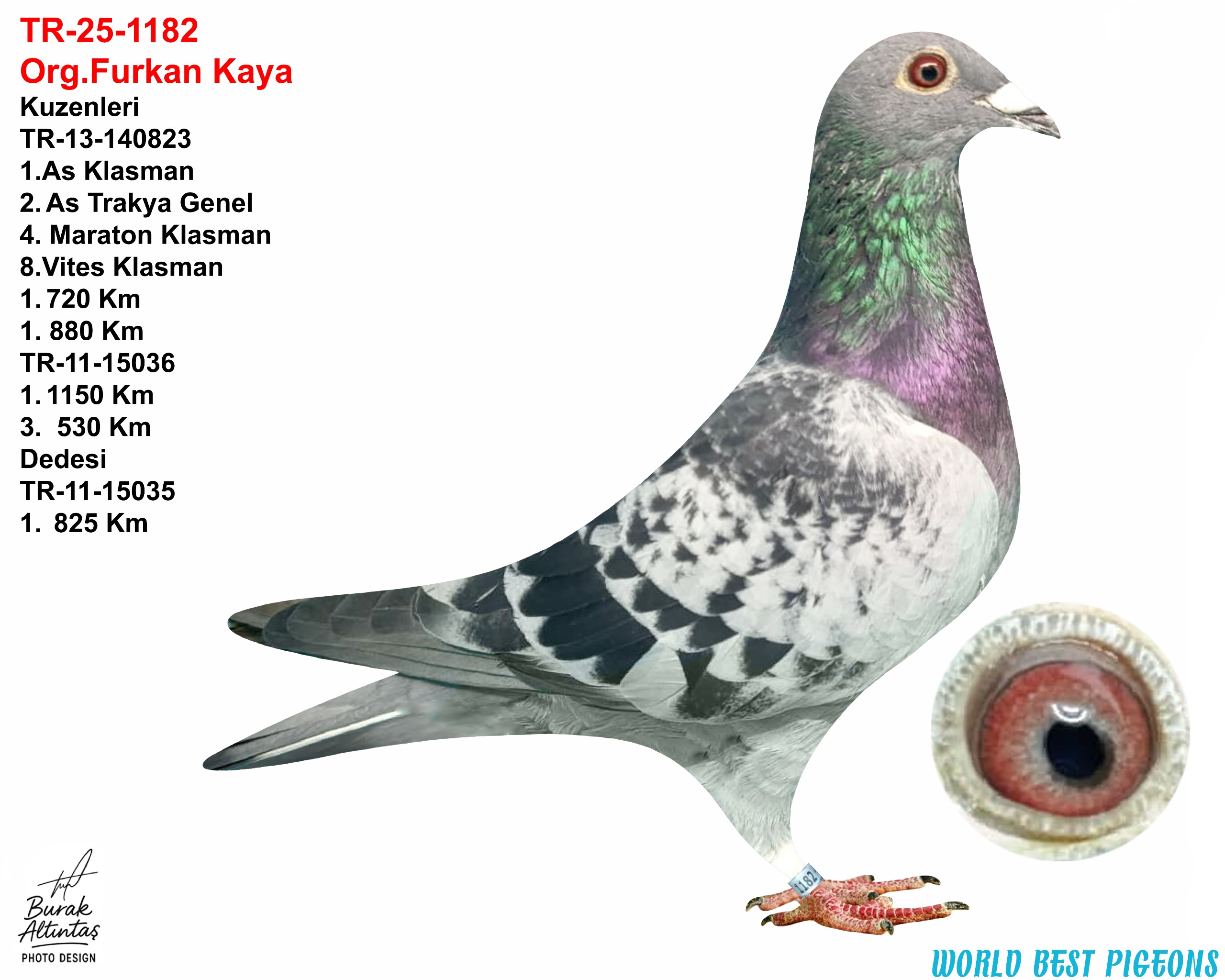 TR 25-1182 ERKEK FULL MARATON KUŞU.
