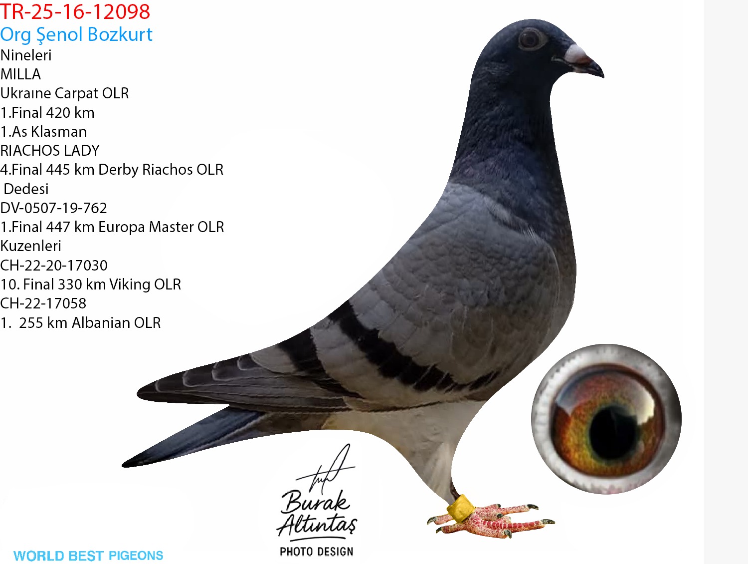 TR 16-25-12098 DİŞİ ZG HELİOS & HARDY KRÜGER & A.u.H KLAAS ROMARİO & PETAR & KİRİL RAPONSKİ 