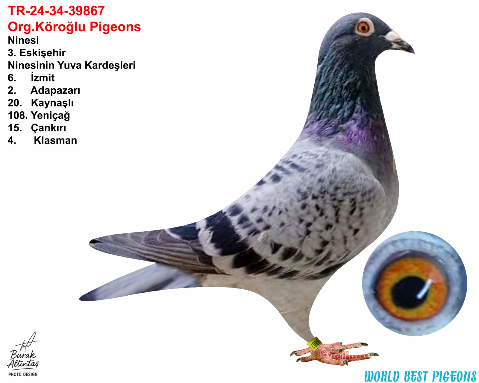 TR 24-34-39867 DİŞİ ORJ.EMRE KÖROĞLU KOOPMAN & FİGO