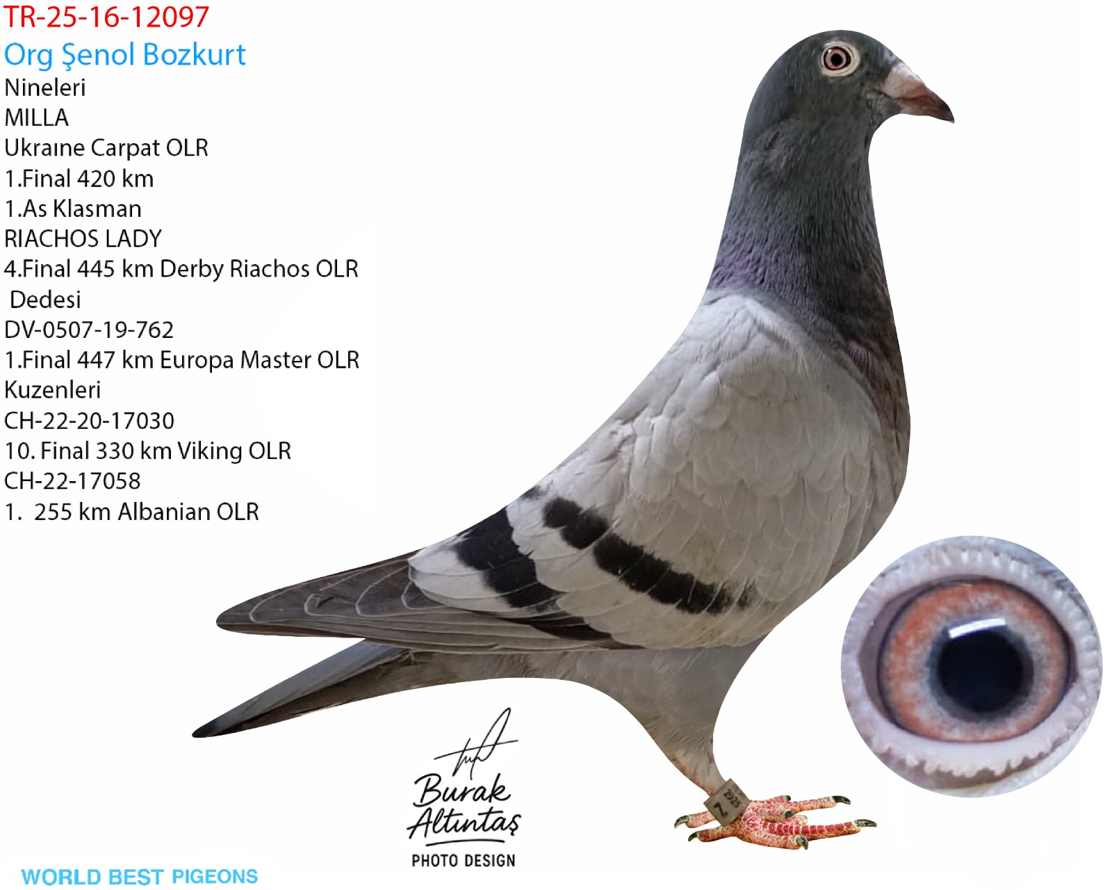 TR 16-25-12097 DİŞİ HARDY KRÜGER & A.u.H KLAAS & JORG HALLMANN ROMARİO & PETAR & KİRİL RAPONSKİ JULİA 