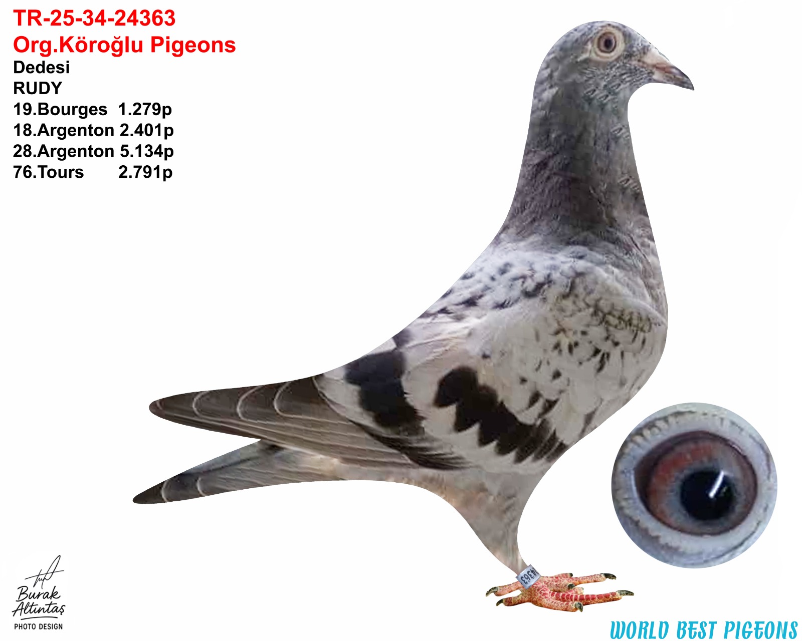 TR 25-34-24363 DİŞİ ORJ.EMRR KÖROĞLU GABY VANDENABEELE & GERARD KOOPMAN