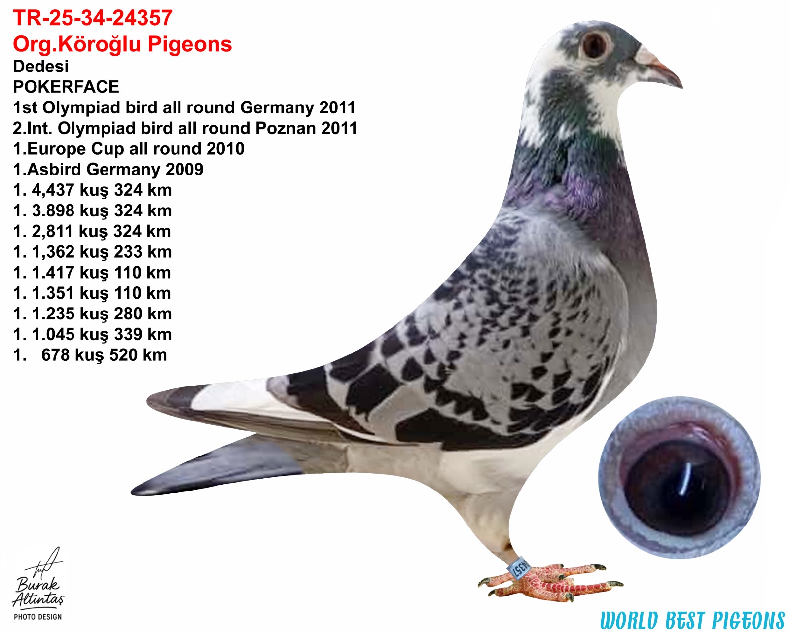 TR25-34-24357 DİŞİ EMRE KÖROĞLU ANDRAS DRAPA & JAN HOOYMANS 